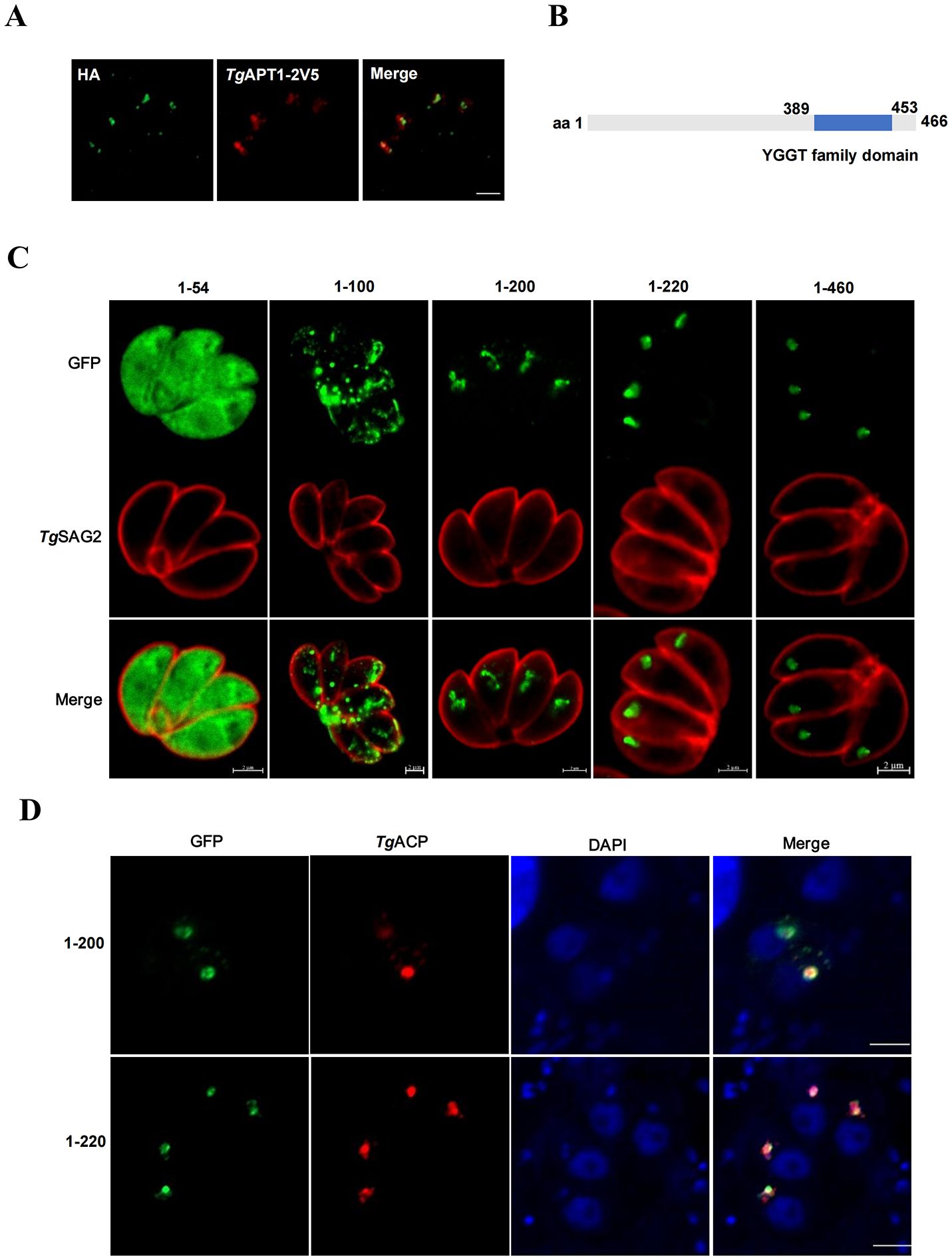 Panel A shows fluorescent staining of HA in green and TgAPT1-2V5 in red with a merged image. Panel B illustrates a protein domain structure, highlighting the YGGT family domain from amino acid 389 to 453. Panel C presents GFP fluorescence localization in green across different amino acid sequences (1-54, 1-100, 1-200, 1-220, 1-460) with TgSAG2 in red and merged images. Panel D displays GFP fluorescence localization in green across different amino acid sequences (1-200 and 1-220), TgACP in red, DAPI-stained nuclei in blue and merged images. Scale bars are included.