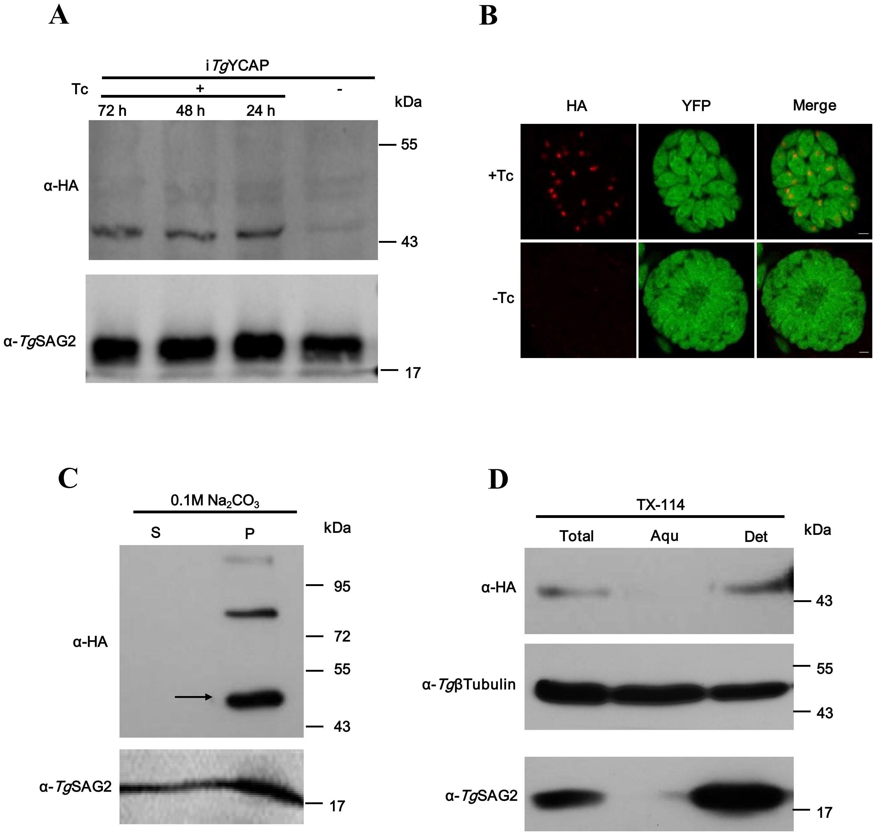 Western blot and fluorescence microscopy panels depict protein analysis. Panel A shows the expression of α-HA and α-TgSAG2 over time with varying tetracycline (+Tc and -Tc) in cells transfected with iTgYCAP. Panel B displays fluorescence microscopy with HA, YFP, and merged images, indicating the presence of the proteins with and without tetracycline. Panel C demonstrates protein fractionation with Na₂CO₃, showing distribution between soluble (S) and pellet (P) fractions, indicating protein presence with an arrow at 55 kDa. Panel D illustrates partitioning with TX-114, showing proteins in total, aqueous, and detergent phases for α-HA, α-TgβTubulin, and α-TgSAG2.
