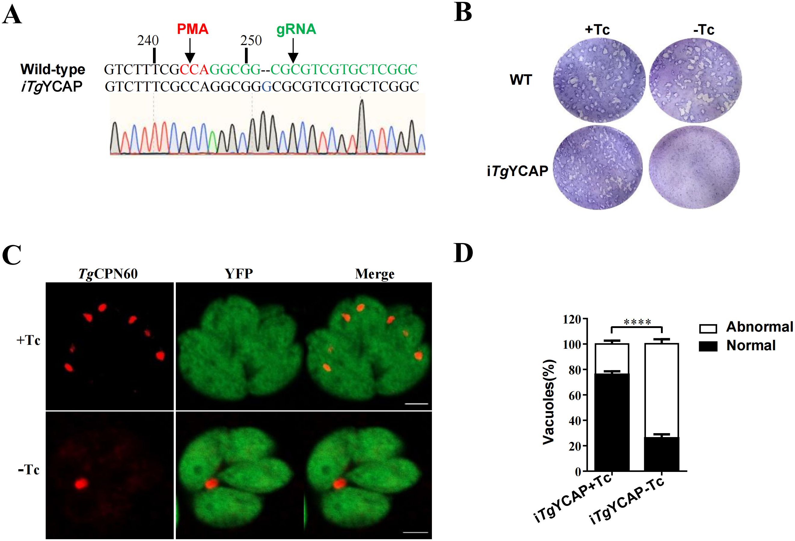 Panel A displays a DNA sequence chromatogram highlighting the PMA and gRNA sites in wild-type iTgYCAP. Panel B shows four circular images comparing wild-type and iTgYCAP with and without Tc treatment, showing differences in growth patterns. Panel C presents fluorescence microscopy images of TgCPN60 and YFP expression under +Tc and -Tc conditions, showing red and green signals with a merged image. Panel D is a bar graph illustrating the percentage of normal and abnormal vacuoles in iTgYCAP with and without Tc, indicating significant differences marked by asterisks.