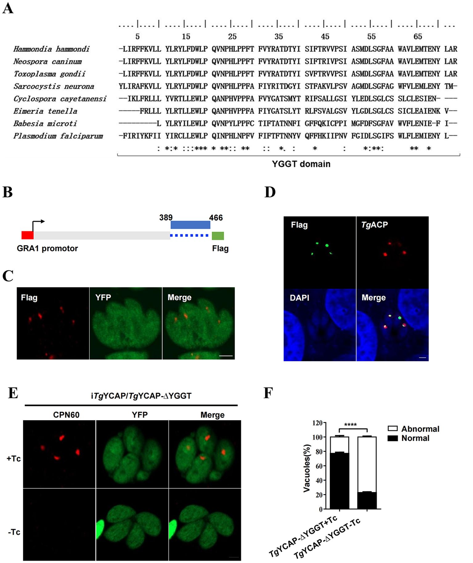 A series of scientific panels depict various analyses related to a YGGT domain study. Panel A shows a sequence alignment of the YGGT domain across different species with conserved regions marked. Panel B illustrates a schematic of a genetic construct containing a GRA1 promoter and a Flag tag. Panel C presents fluorescence microscopy images showing co-localization of Flag and YFP tags in cells. Panel D includes images of cells stained with Flag and DAPI, showing the localization of TgACP. Panel E displays microscopy images of cells under tetracycline treated and untreated conditions, showing CPN60 and YFP signals. Panel F is a bar graph comparing the percentage of normal and abnormal vacuoles under different conditions.