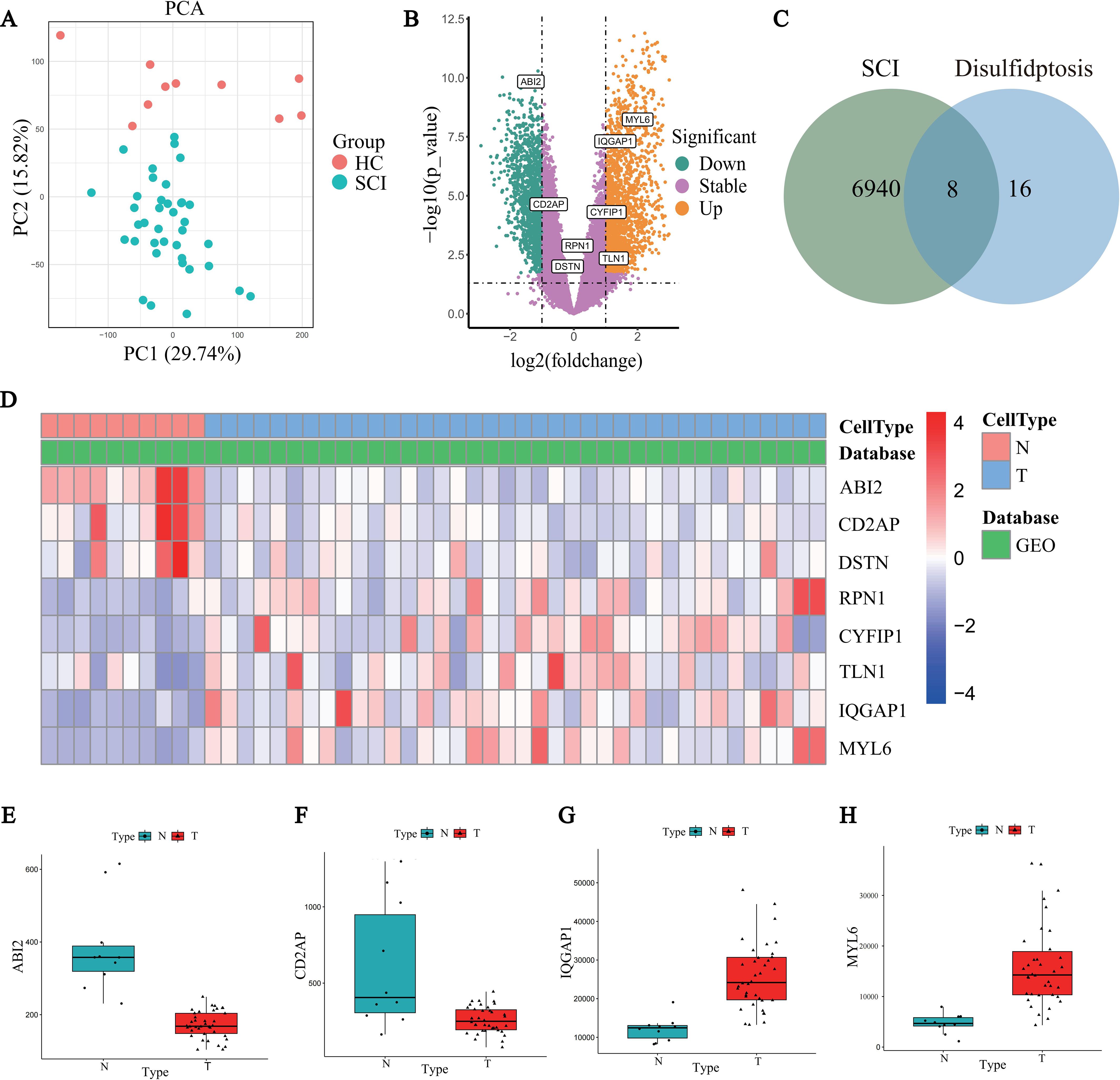 Principal component analysis (PCA) plot shows two groups, HC in red and SCI in teal, with distinct separation. Volcano plot indicates gene expression changes with downregulated (green), stable (purple), and upregulated (orange) genes. Venn diagram shows overlap between SCI and Disulfidptosis, with 8 shared genes. Heatmap (D) displays expression levels of selected genes across cell types and databases. Box plots (E-H) compare expression of ABI2, CD2AP, IQGAP1, and MYL6 between normal (N) and treatment (T) groups, highlighting significant differences, especially in N for ABI2 and CD2AP.