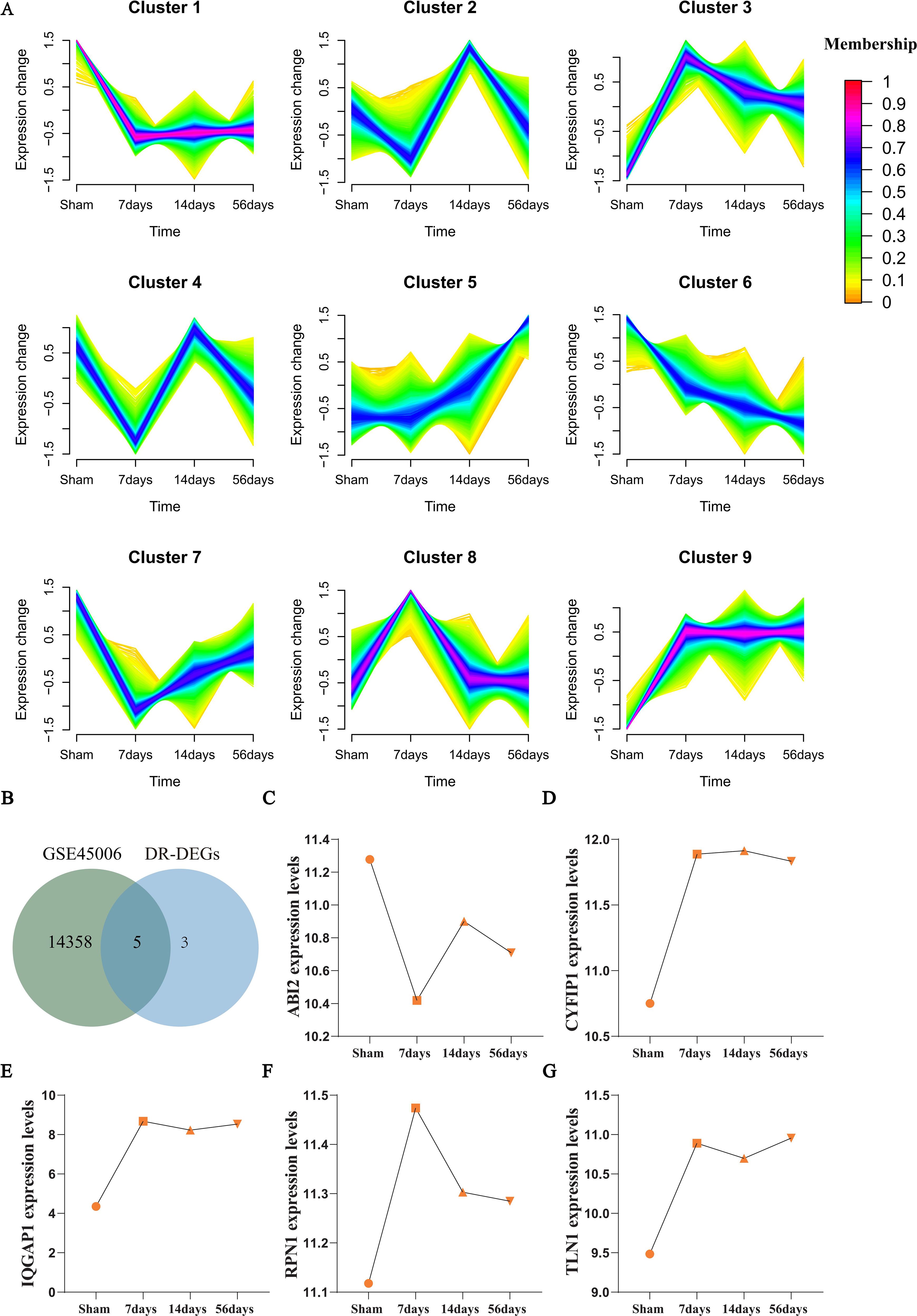 A series of graphs and a Venn diagram illustrate gene expression changes and levels. Panels A1 to A9 display expression changes over time for clusters one through nine, each with a color gradient indicating membership. Panel B presents a Venn diagram showing overlap between datasets GSE45006 and DR-DEGs. Panels C to G depict line graphs of expression levels for genes ABI2, CYP1B1, IQGAP1, RPN1, and TLN1 over time, with each plot marked by different symbols. The layout and data provide insights into gene expression patterns and relationships between specified gene sets.