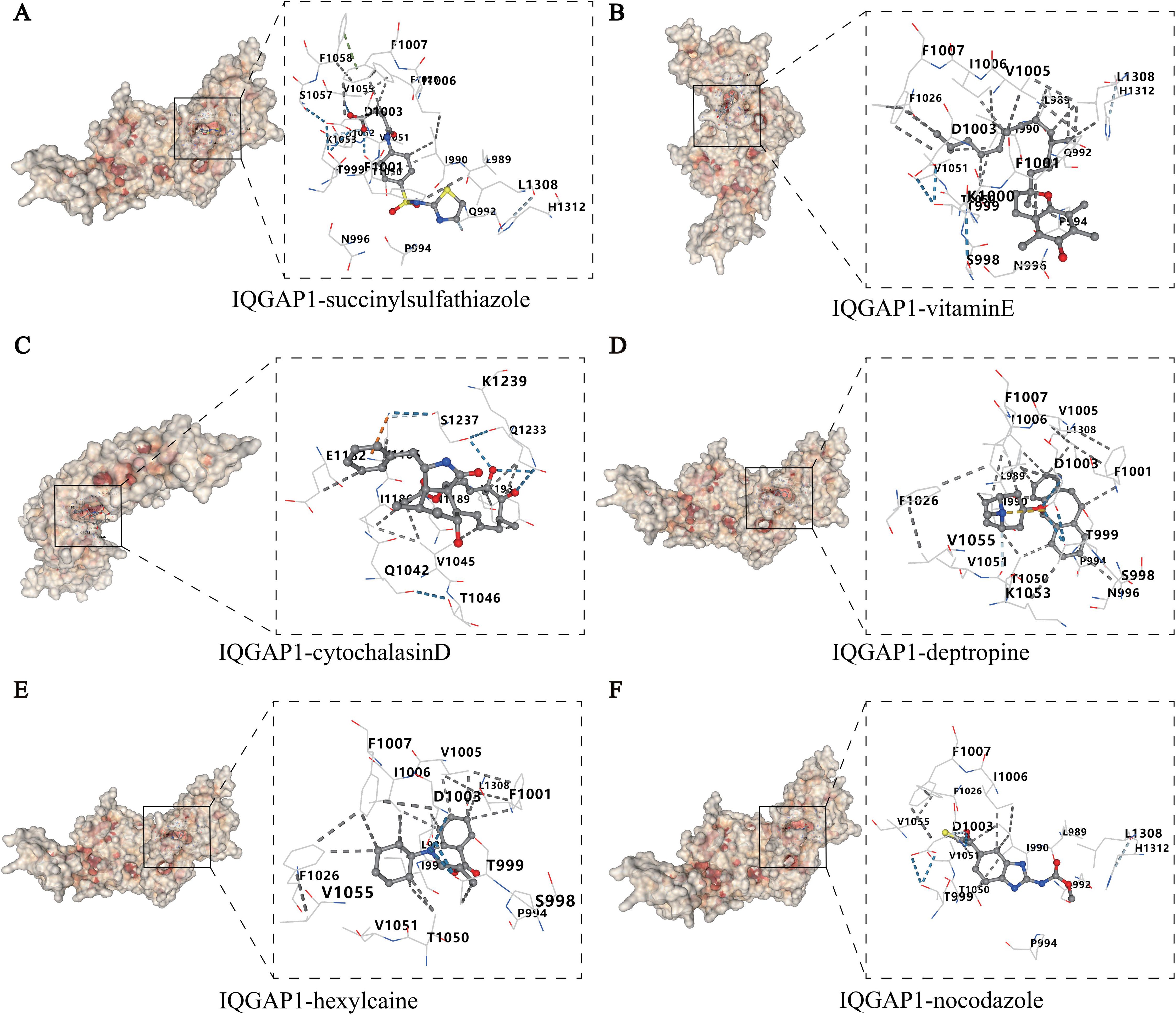 Illustrations show molecular docking simulations of six compounds interacting with the IQGAP1 protein. Each panel highlights specific binding sites. A: Succinylsulfathiazole; B: Vitamin E; C: Cytochalasin D; D: Deptropine; E: Hexylcaine; F: Nocodazole. Insets detail molecular interactions and specific residues involved.