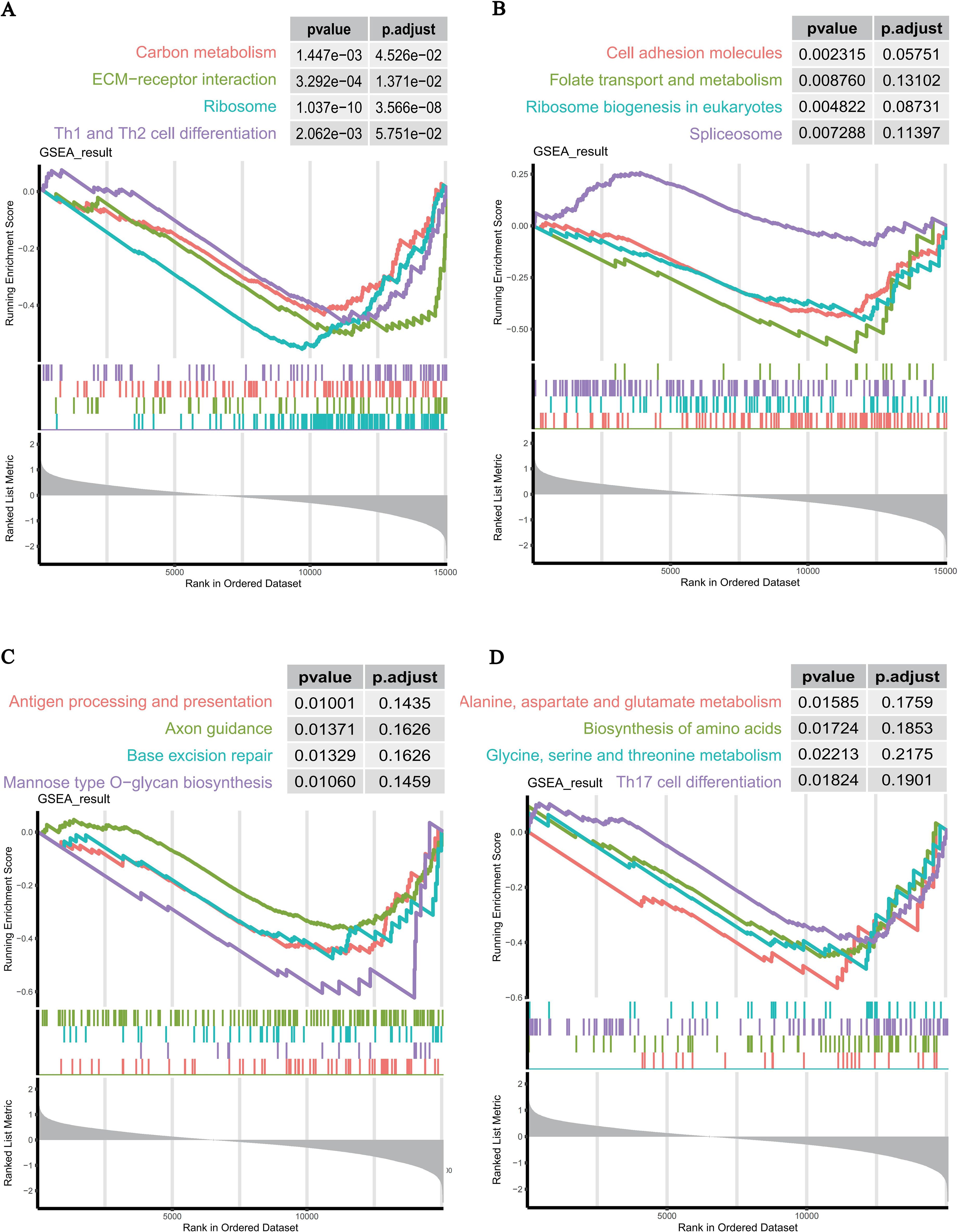 Four line graphs labeled A, B, C, and D, each showing Gene Set Enrichment Analysis (GSEA) results. Each graph displays multiple colored lines representing different biological pathways over a ranked dataset. P-values and adjusted p-values for each pathway are provided in accompanying tables. Graph A includes pathways like “Carbon metabolism” and “Ribosome.” Graph B includes “Cell adhesion molecules” and “Spliceosome.” Graph C includes “Antigen processing and presentation” and “Mannose type O-glycan biosynthesis.” Graph D includes pathways like “Alanine, aspartate and glutamate metabolism” and “Th17 cell differentiation.