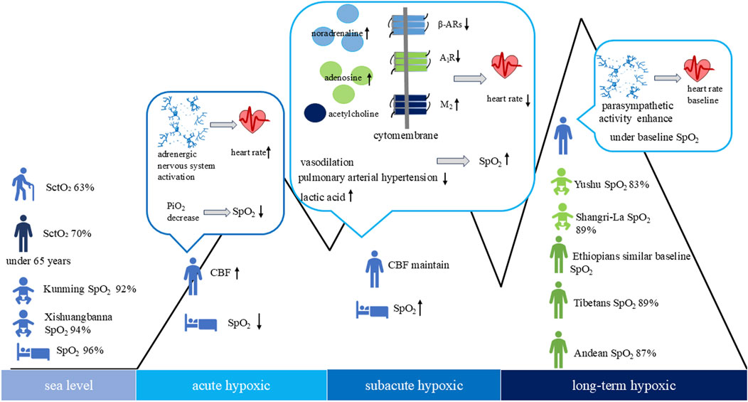 Schematic diagram illustrating physiological responses at high altitudes, presenting physiological adaptation states of heart rate and SpO2 during sea level, acute hypoxia, subacute hypoxia, and long-term hypoxia stages. Data covers lowlanders like Kunming, Xishuangbanna and so on, as well as highlanders like Tibetan and Yushu. Key physiological changes include heart rate variations and alterations in adrenergic and parasympathetic nervous system activity, accompanied by SpO2 changes across each stage.