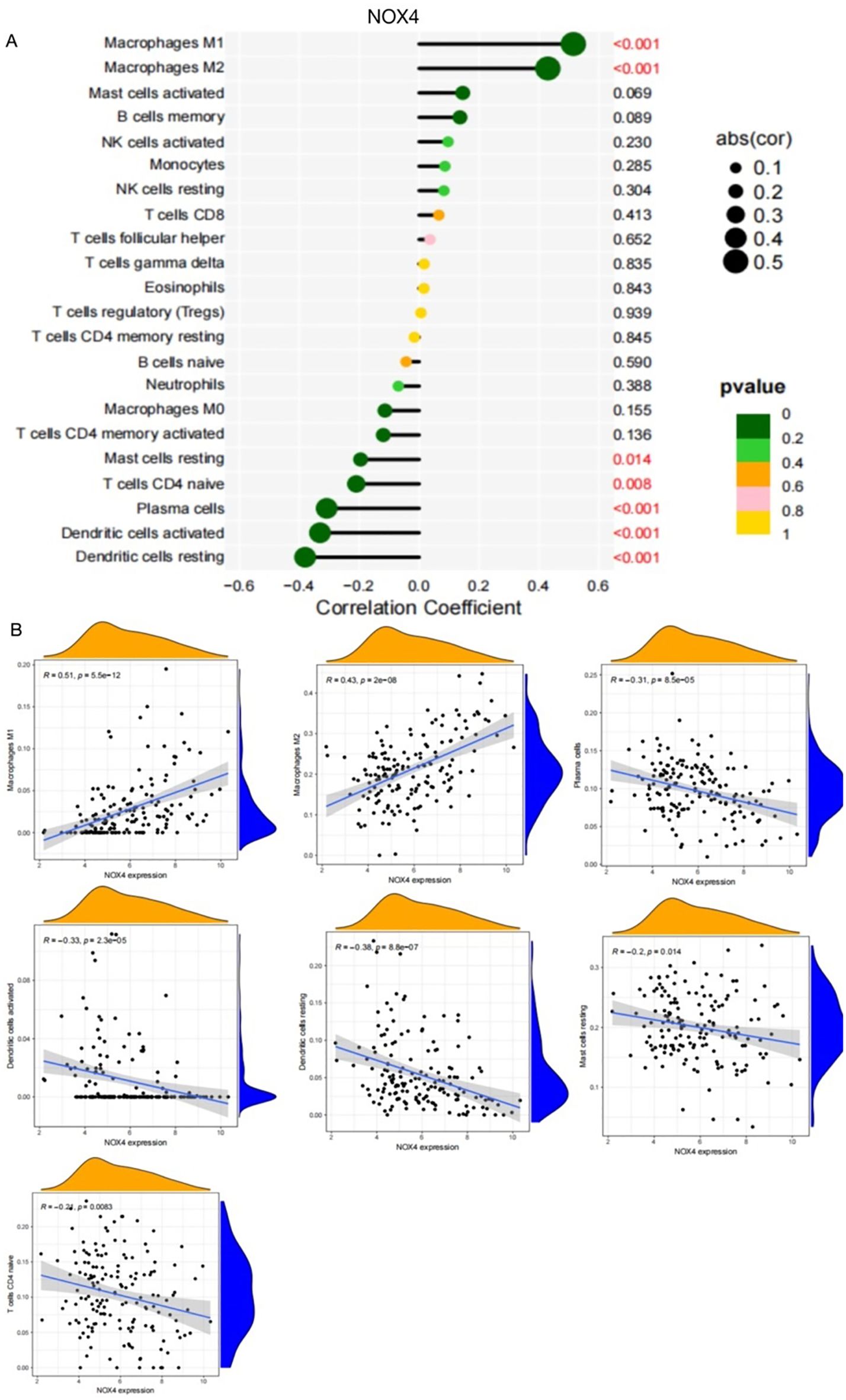 Panel A displays a correlation plot showing the relationship between NOX4 expression and various immune cell types. The correlation coefficients range from negative to positive, with significance denoted by p-values and circle size and color. Panel B contains scatter plots with regression lines and density plots for different immune cells, showing varying correlations to NOX4 expression, along with their corresponding R and p-values.