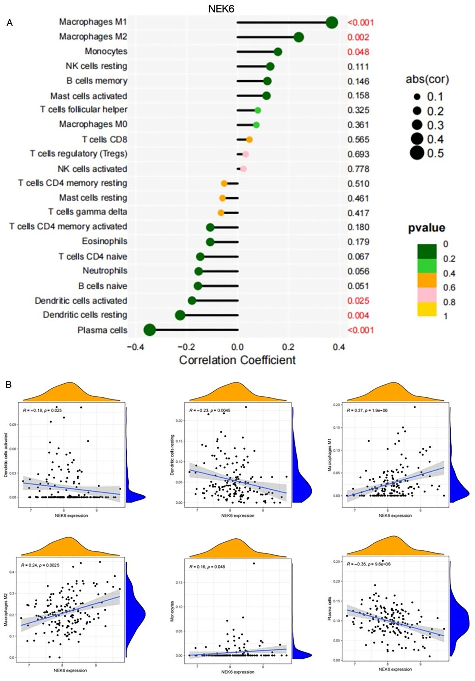 Chart A presents a dot plot showing the correlation coefficients between NEK6 expression and various immune cell types, with dot size representing the absolute correlation and color indicating p-value significance. Chart B consists of six scatter plots depicting the relationship between NEK6 expression and specific immune cells, with trend lines and density plots on the axes. Correlations and significance levels are noted on each scatter plot.