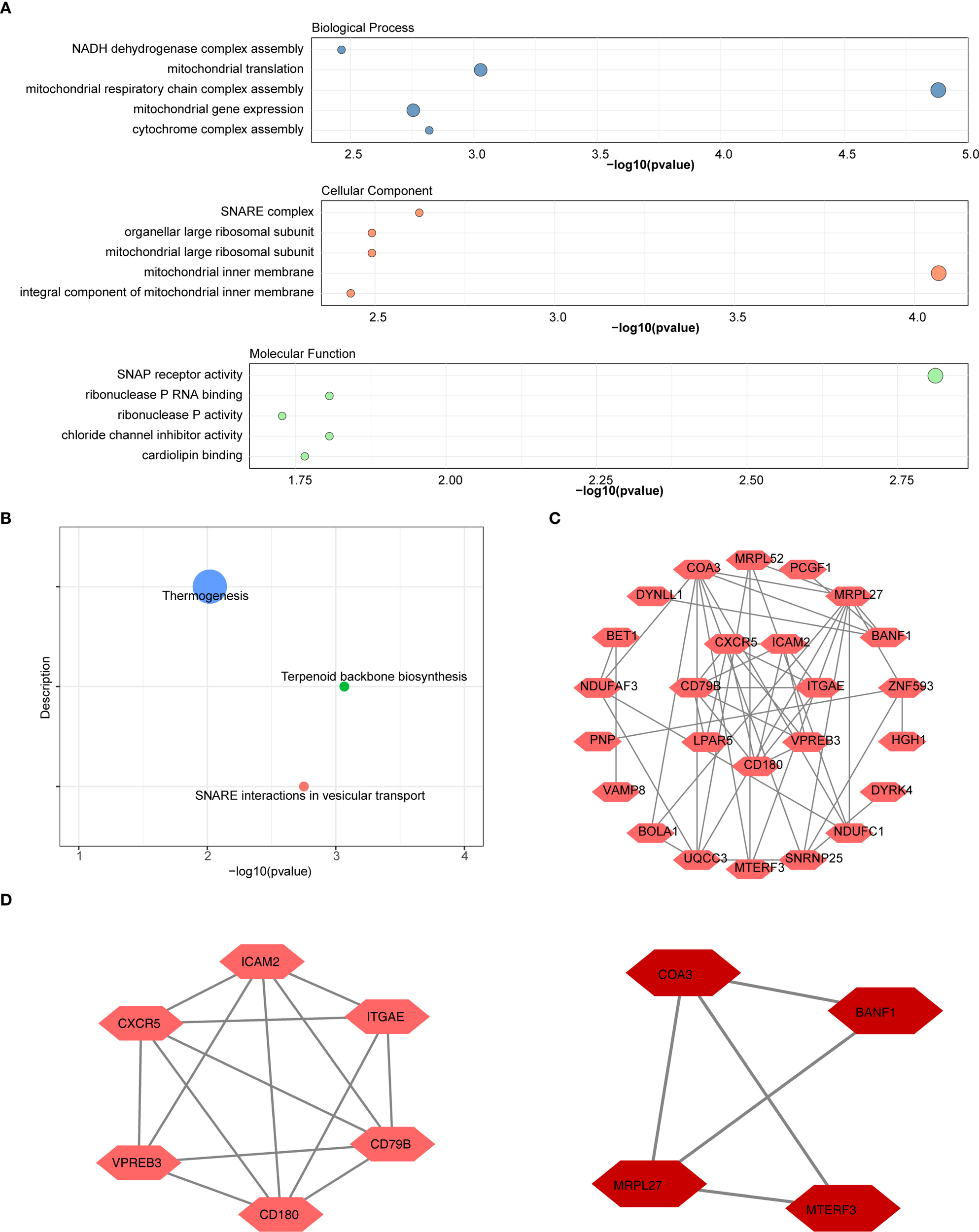 A set of four panels depicting various biological and molecular analyses. Panel A shows dot plots of enrichment analysis for biological processes, cellular components, and molecular functions, ranked by significance levels indicated by -log10(p-value). Panel B is a scatter plot illustrating selected biological processes with thermogenesis, terpenoid backbone biosynthesis, and SNARE interactions in vesicular transport. Panel C displays a complex interaction network diagram with genes like COA3 and CXCR5 connected by lines. Panel D consists of two smaller gene interaction networks, highlighting connections between genes such as ICAM2 and CD79B.