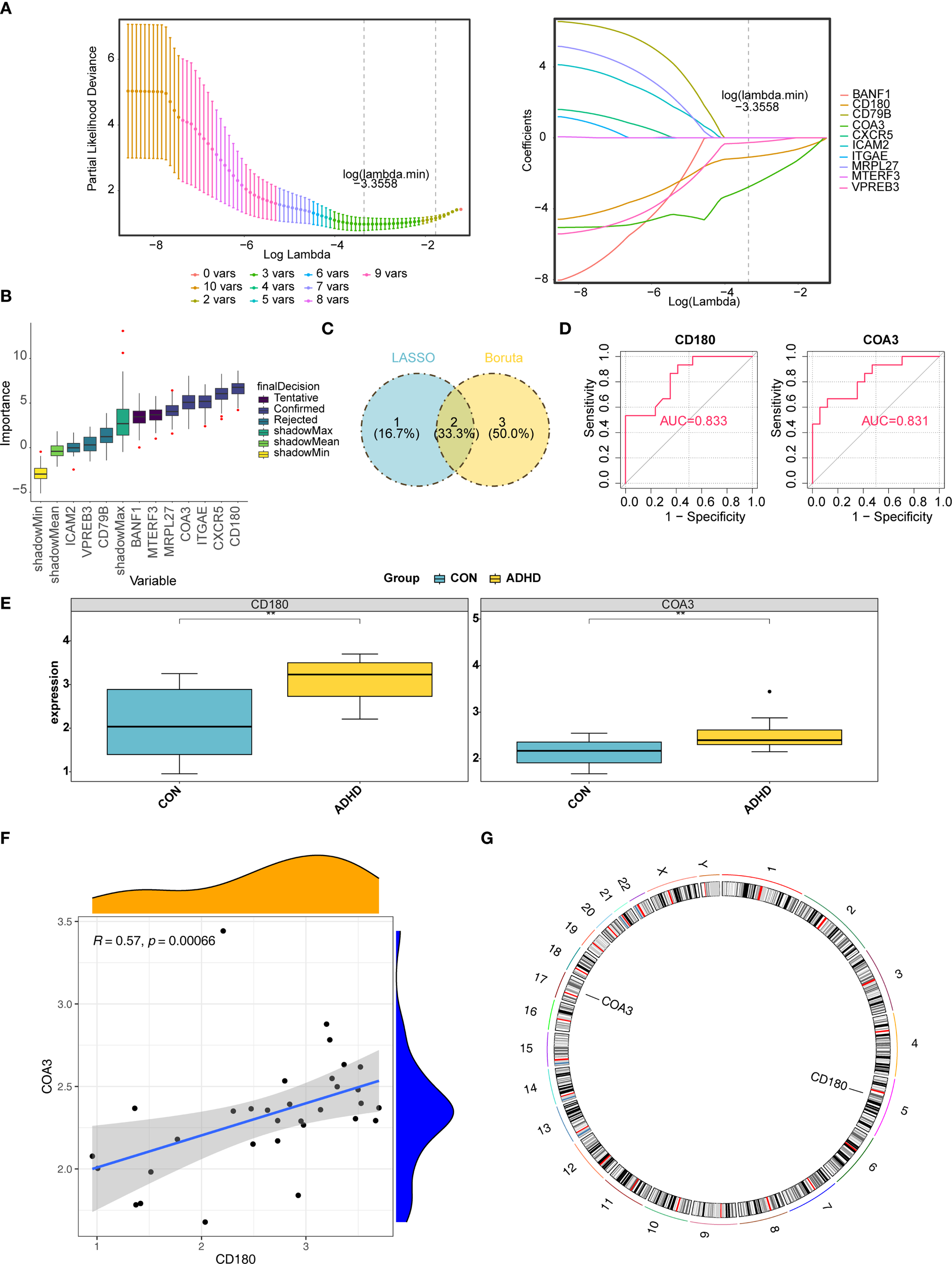 A series of charts and diagrams depicting the analysis of genetic data related to CON and ADHD groups. Panel A shows plots of partial likelihood deviance and coefficients against Log Lambda. Panel B illustrates variable importance using a bar plot. Panel C presents a Venn diagram comparing LASSO and Boruta methods. Panel D contains ROC curves with AUC values for CD180 and COA3. Panel E shows box plots of expression levels for CD180 and COA3. Panel F is a scatter plot with a linear regression of CD180 versus COA3. Panel G displays a circular diagram mapping genes on chromosomes.