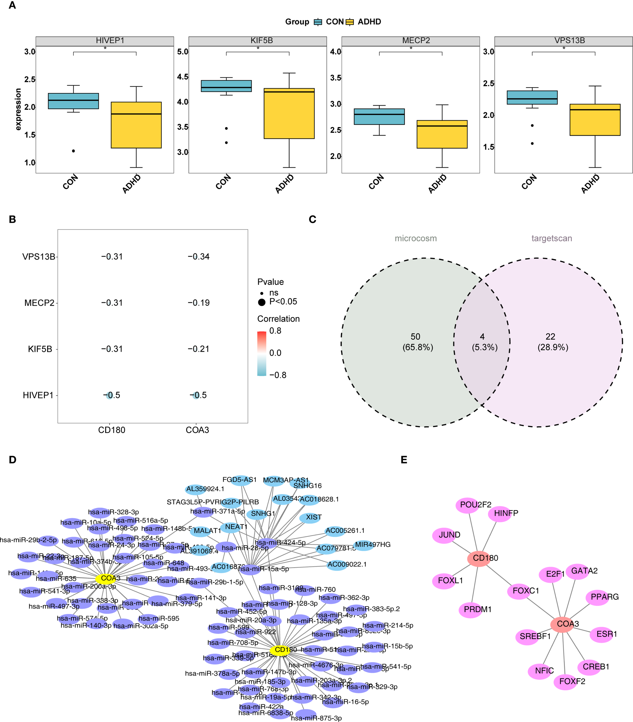 Five visual panels related to gene expression and interaction in ADHD research. Panel A shows box plots comparing gene expression between control (CON) and ADHD groups for four genes: HIVEP1, KIF5B, MECP2, and VPS13B. Panel B depicts a correlation heatmap with values for VPS13B, MECP2, KIF5B, and HIVEP1 associated with CD180 and COA3. Panel C is a Venn diagram illustrating microcosm and targetscan pathways with intersection values. Panel D is a complex gene interaction network involving CD180 and COA3. Panel E contains a simpler network diagram showing connections between COA3, CD180, and various genes.
