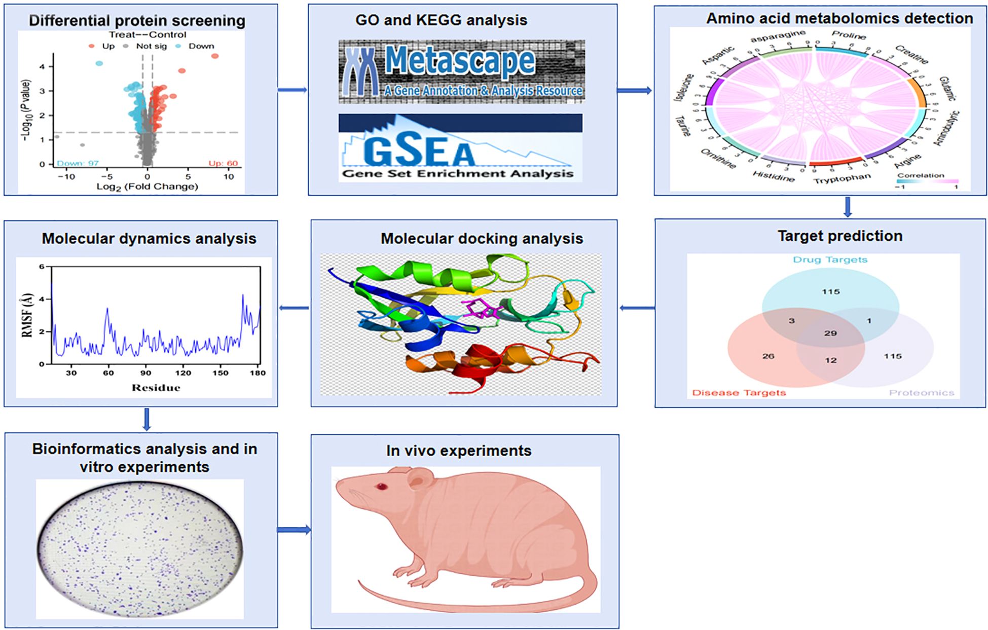 Flowchart illustrating a scientific analysis process. Starts with differential protein screening using a volcano plot, followed by GO and KEGG analysis with Metascape and GSEA. Continues to amino acid metabolomics detection with a circular plot. Proceeds to molecular dynamics analysis with a line graph and molecular docking analysis with a protein structure. Advances to target prediction with a Venn diagram. Concludes with bioinformatics analysis and in vitro experiments showing a petri dish, ending with in vivo experiments depicted by a rat illustration. Arrows indicate the sequence of steps.