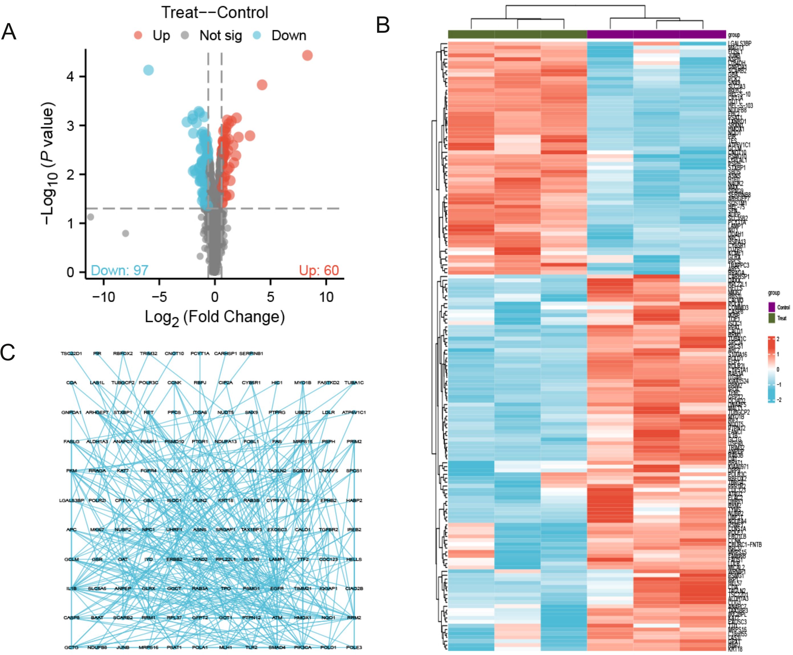 Panel A shows a volcano plot with log2 fold changes against negative log10 p-values, highlighting 97 genes downregulated and 60 upregulated in treatment versus control. Panel B displays a clustered heatmap of gene expression levels, with red and blue indicating upregulation and downregulation, respectively. Panel C illustrates a network diagram of gene interactions, with nodes representing genes connected by lines.