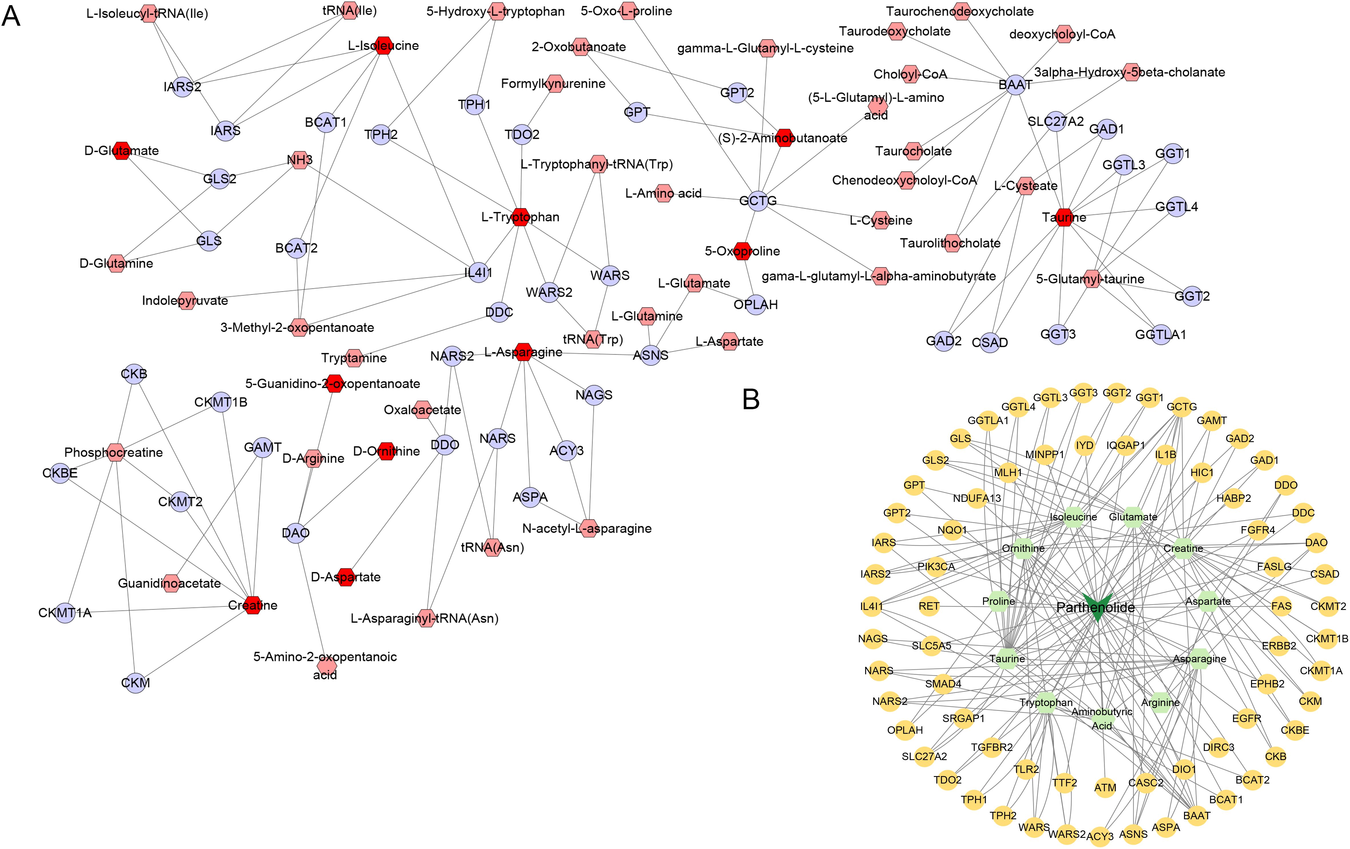 Diagram A shows a metabolic network with nodes representing metabolites and enzymes connected by lines, illustrating complex interactions. Nodes are labeled with chemical and enzyme names, colored red and blue. Diagram B is a circular network with nodes labeled in yellow and green, showing interactions centered around “Parthenolide” connected to various amino acids and enzymes. Both diagrams depict biochemical pathways and interactions.