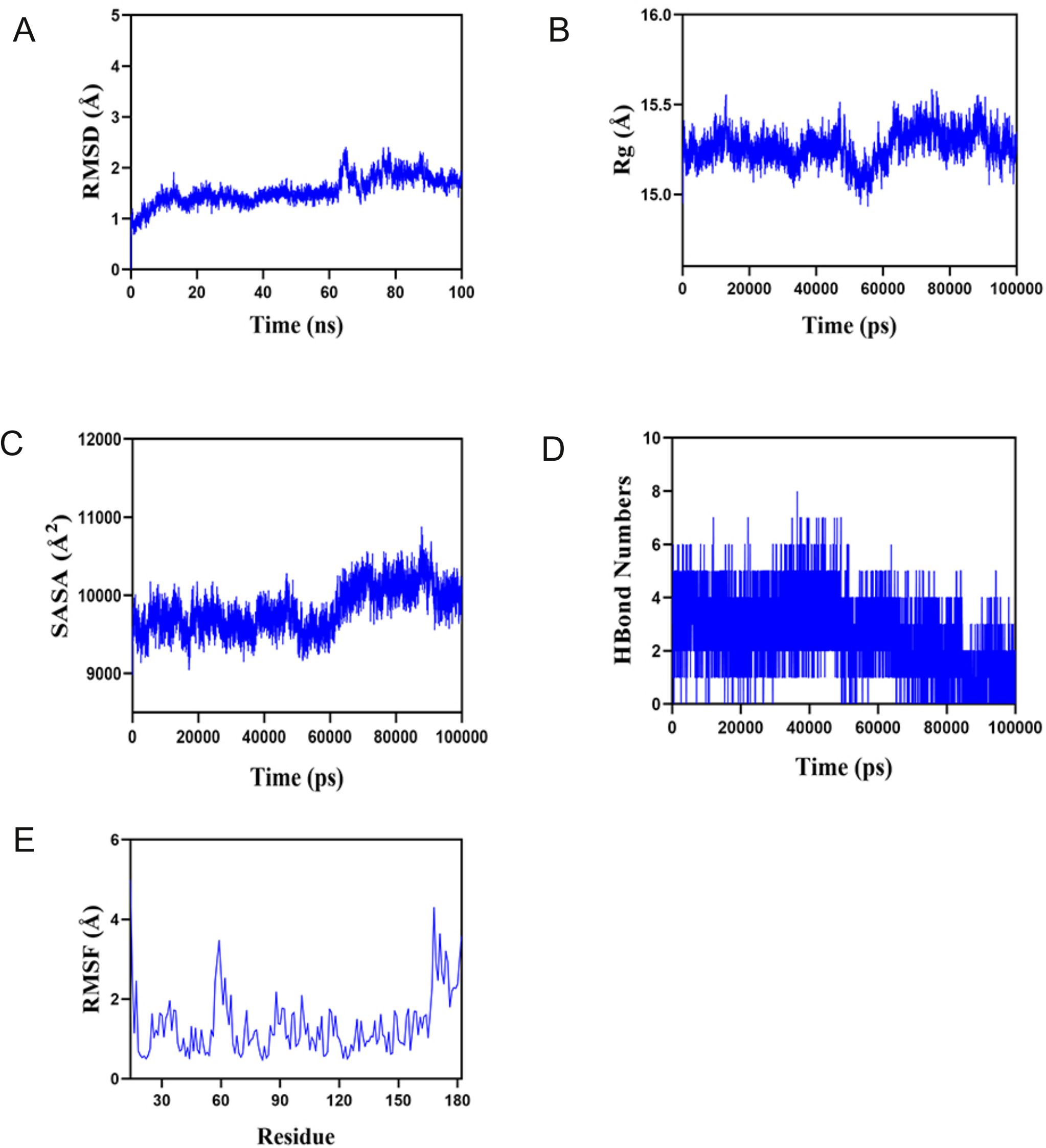 Five graphs showing molecular dynamics simulation data. (A) RMSD in angstroms over 100 nanoseconds, with values mostly between 1 and 2 angstroms. (B) Radius of gyration in angstroms over 100,000 picoseconds, fluctuating around 15.5 angstroms. (C) Solvent-accessible surface area in square angstroms over 100,000 picoseconds, ranging from 9,000 to 11,200 square angstroms. (D) Hydrogen bond numbers over 100,000 picoseconds, mostly between 2 and 8. (E) RMSF in angstroms across 180 residues, peaking at around 4 angstroms.