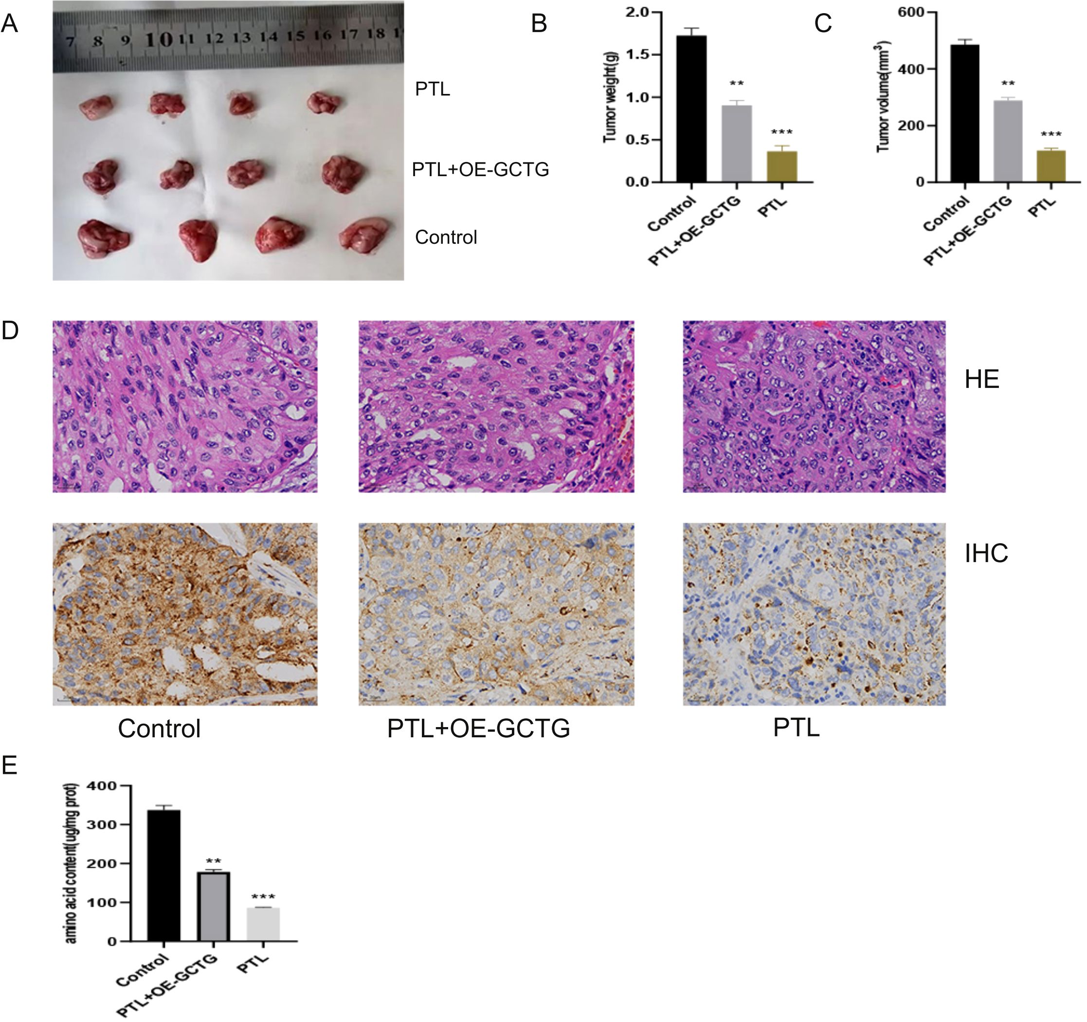 Panel A shows tumor samples with a ruler for scale, labeled PTL, PTL+OE-GCTG, and Control. Panel B is a bar graph comparing tumor weight among the groups. Panel C is a bar graph illustrating tumor volume differences. Panel D includes HE and IHC stained tissue sections for each group, showing cellular details. Panel E presents a bar graph indicating amino acid content per group. Statistical significance is marked by asterisks.