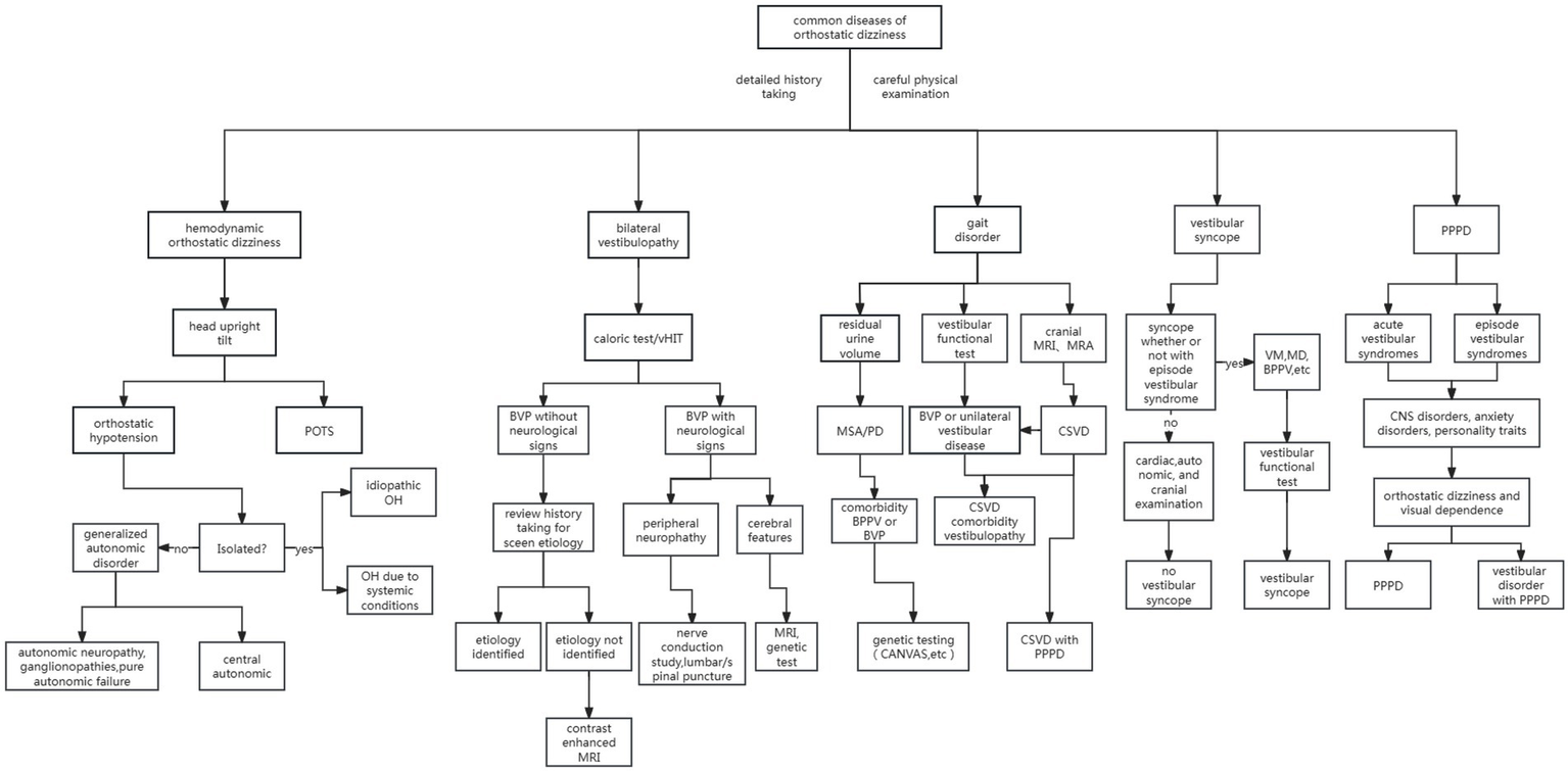 Flowchart detailing the diagnostic pathway for common diseases of orthostatic dizziness. It includes branches for hemodynamic orthostatic dizziness, bilateral vestibulopathy, gait disorder, vestibular syncope, and persistent postural-perceptual dizziness (PPPD). Each branch further divides into subsections with specific tests, conditions, and diagnostic outcomes like orthostatic hypotension, POTS, BVP, CSVD, and more. The chart emphasizes the importance of detailed history taking and physical examination in determining the underlying cause and appropriate diagnostic approach.