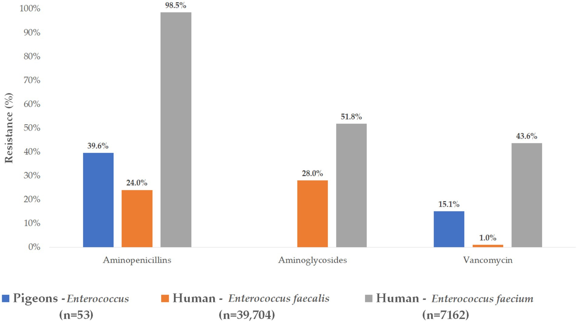 Bar graph comparing antibiotic resistance percentages in pigeons and humans for three antibiotics: aminopenicillins, aminoglycosides, and vancomycin. Pigeons show 39.6% resistance to aminopenicillins, 15.1% to vancomycin; humans with Enterococcus faecalis show 24% to aminopenicillins, 28% to aminoglycosides, and 1% to vancomycin; humans with Enterococcus faecium show 98.5% to aminopenicillins, 51.8% to aminoglycosides, and 43.6% to vancomycin.