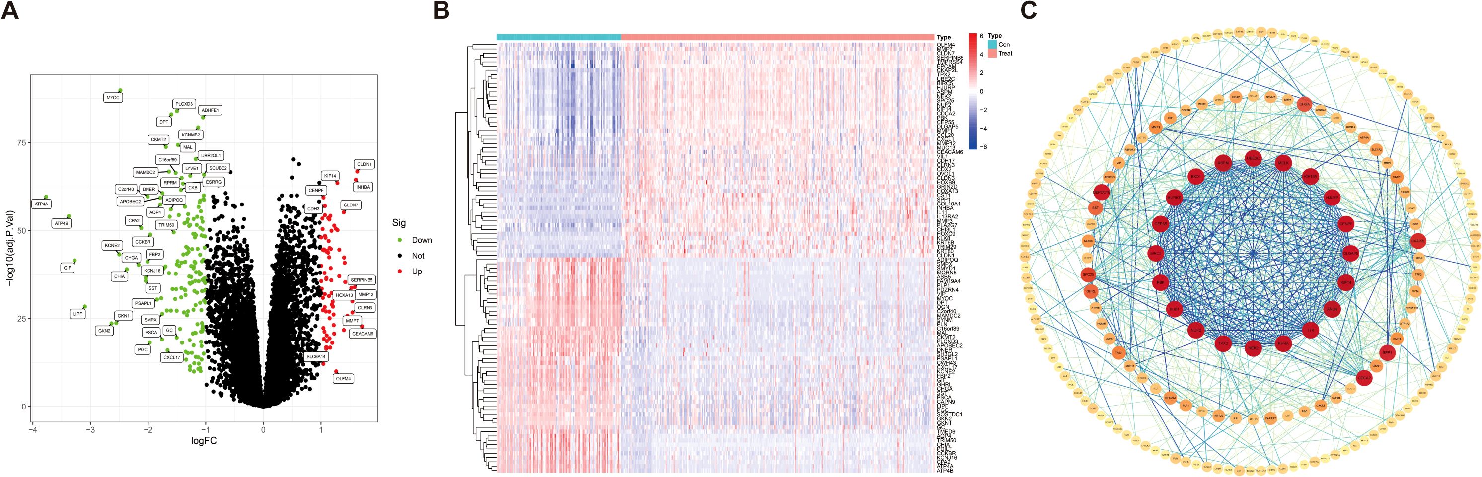 Panel A shows a volcano plot with genes colored green for downregulated and red for upregulated. Panel B presents a heatmap with hierarchical clustering and a color gradient from blue to red indicates expression levels between control and treatment groups. Panel C is a circular network diagram highlighting gene interactions, with central nodes in red and peripheral nodes connected via blue and green lines.