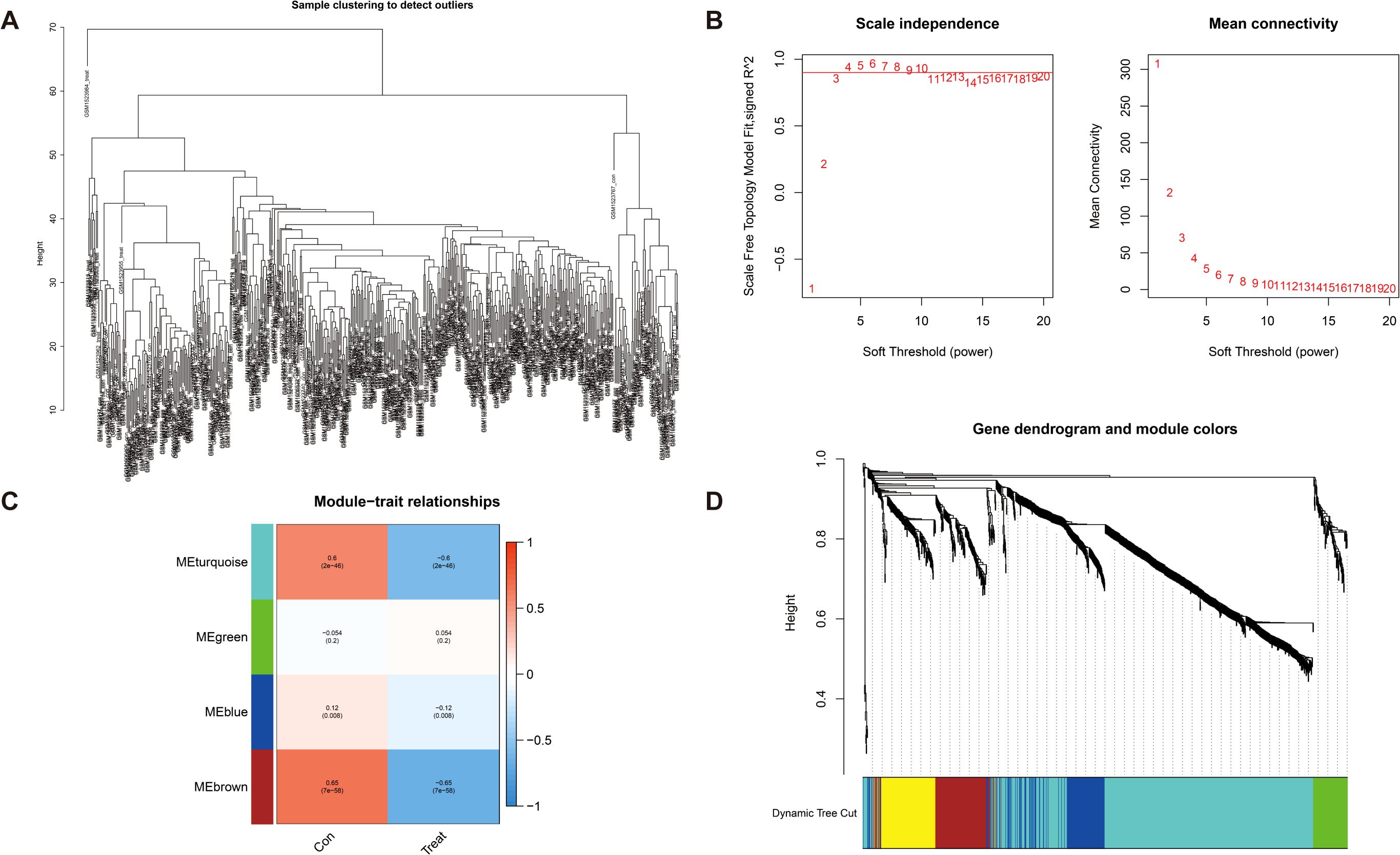 Cluster analysis and visualizations for gene expression data are shown. Panel A displays a dendrogram for sample clustering to identify outliers. Panel B includes two graphs: scale independence and mean connectivity versus soft threshold power. Panel C shows a heatmap of module-trait relationships, correlating different modules like turquoise, green, blue, and brown with conditions. Panel D presents another dendrogram for gene clustering with dynamic tree cut colors at the bottom.