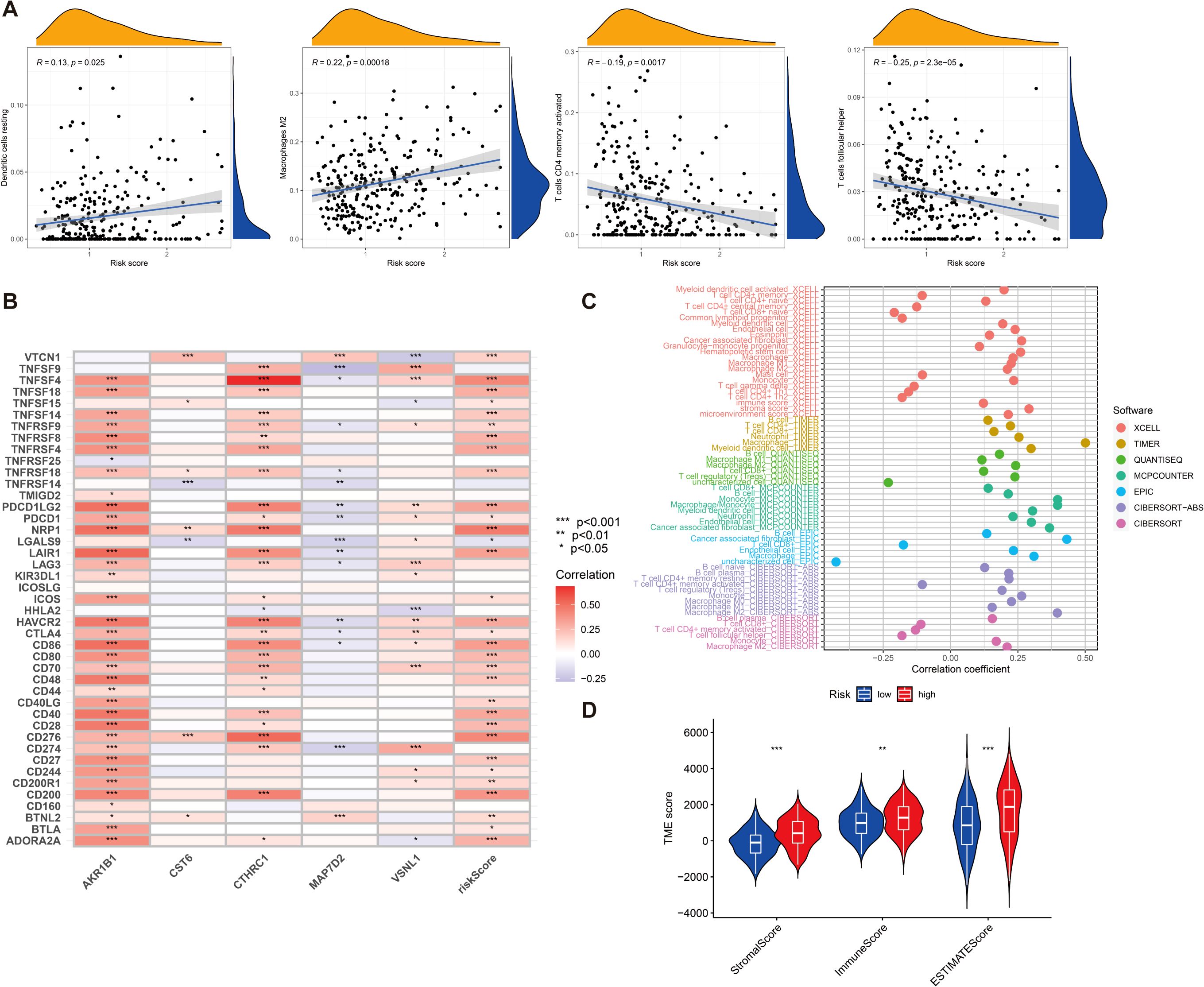Panel A shows scatter plots with density plots analyzing correlation between risk score and different immune cell infiltrations, with correlation coefficients and p-values. Panel B is a heatmap displaying gene expression correlations, with color gradients indicating the strength and significance of correlations. Panel C features a dot plot of correlation coefficients for different cell types using various software tools, with a color-coded legend. Panel D provides violin plots comparing low and high-risk groups for stromal, immune, and ESTIMATE scores, showing statistical significance levels.