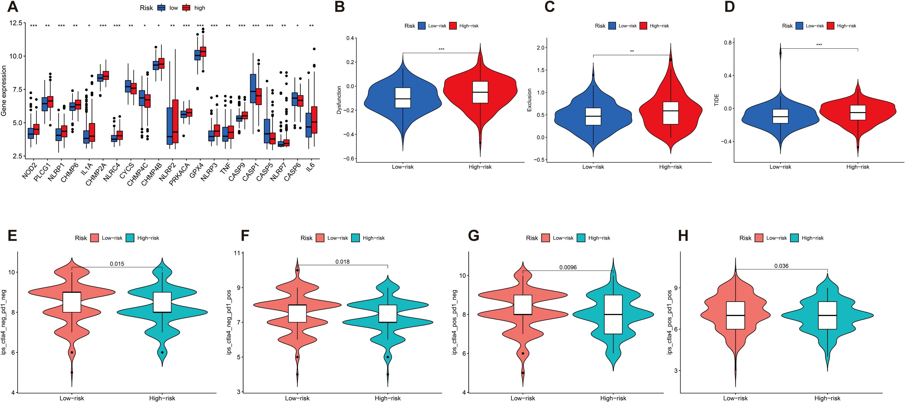 Box plots and violin plots comparing low-risk (blue) and high-risk (red) groups. Panel A shows gene expression for various genes. Panels B to D depict dysfunction, exclusion, and TIDE indicators. Panels E to H illustrate different ips_cladt_neg_pos metrics for both risk groups. Statistical significance is highlighted with asterisks and numerical values.