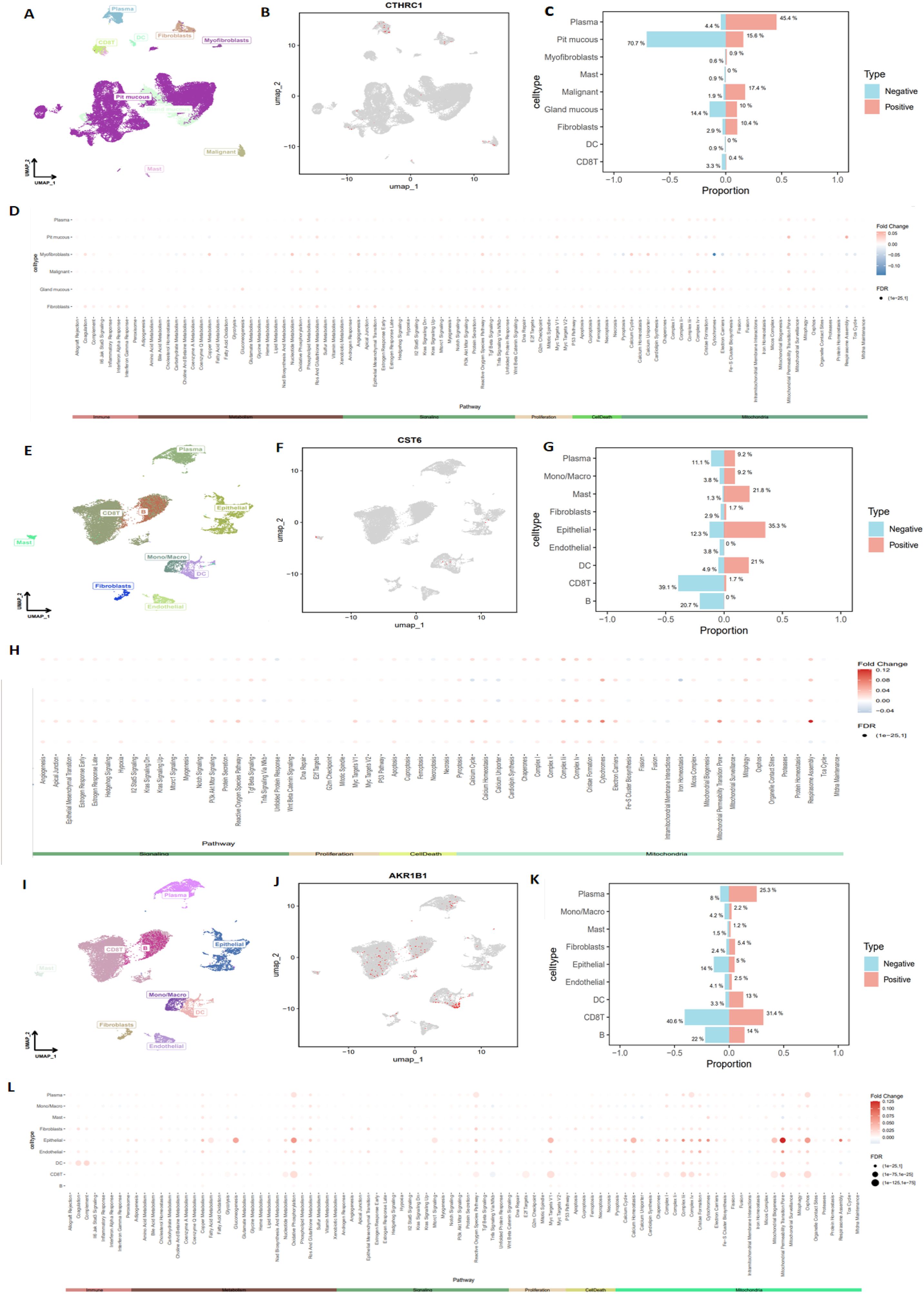 Three panels of graphs displaying single-cell RNA sequencing data with different gene expressions. Panel A, E, I show cell clusters with labeled subpopulations. Panels B, F, J involve UMAP plots highlighting CTHRC1, CST6, and AKR1B1 genes. Panels C, G, K are bar charts showing proportional gene expression across cell types with positive and negative values. Panels D, H, L are dot plots indicating gene fold changes and false discovery rates, covering pathways like metabolism and proliferation.