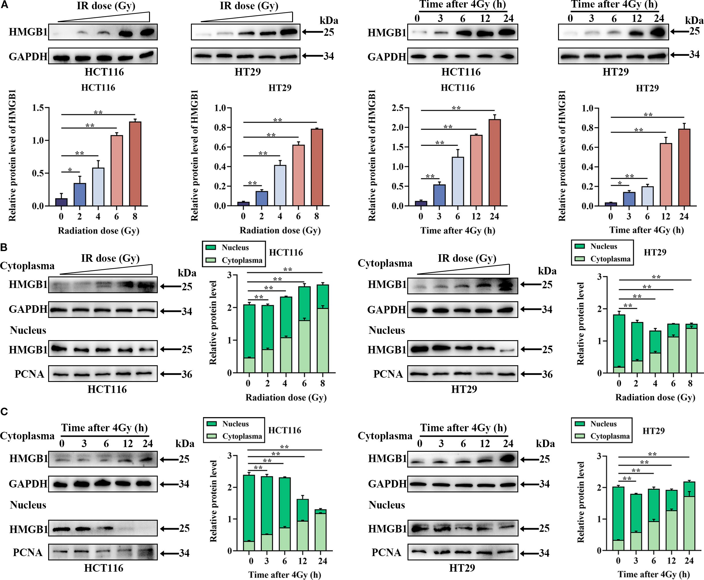 Western blot analysis and bar graphs illustrate the effect of ionizing radiation on HMGB1 protein levels in HCT116 and HT29 cells. Panel A shows dose-dependent increases in HMGB1 levels post-radiation. Panel B indicates subcellular localization changes of HMGB1 in cytoplasm and nucleus at varying doses. Panel C displays time-dependent variations in HMGB1 distribution following irradiation. Bars represent relative protein levels, with statistical significance marked.