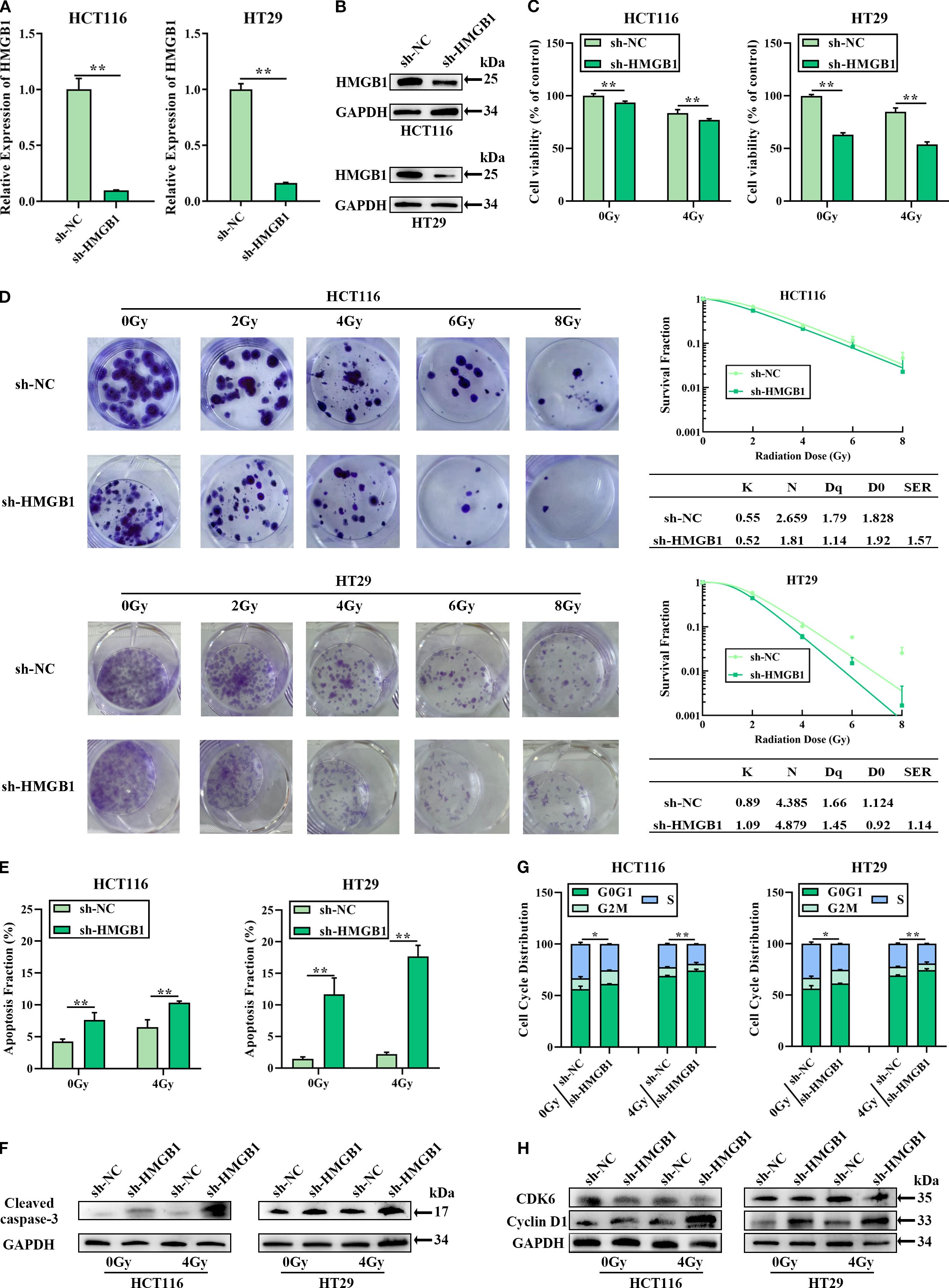 Various graphs and western blots illustrate the impact of sh-HMGB1 on HCT116 and HT29 cell lines. Figures show relative HMGB1 expression, cell viability, survival fractions after radiation doses, apoptosis fractions, effects on cell cycle distribution, and protein expression levels. Colors distinguish different experimental conditions, with statistical significance indicated. Colony formation images show varying effects of radiation on cells with or without HMGB1 silencing. Western blots provide details on protein expression, including HMGB1, cleaved caspase-3, CDK6, Cyclin D1, and GAPDH. Data suggests sh-HMGB1 influences cell survival, apoptosis, and cycle dynamics.