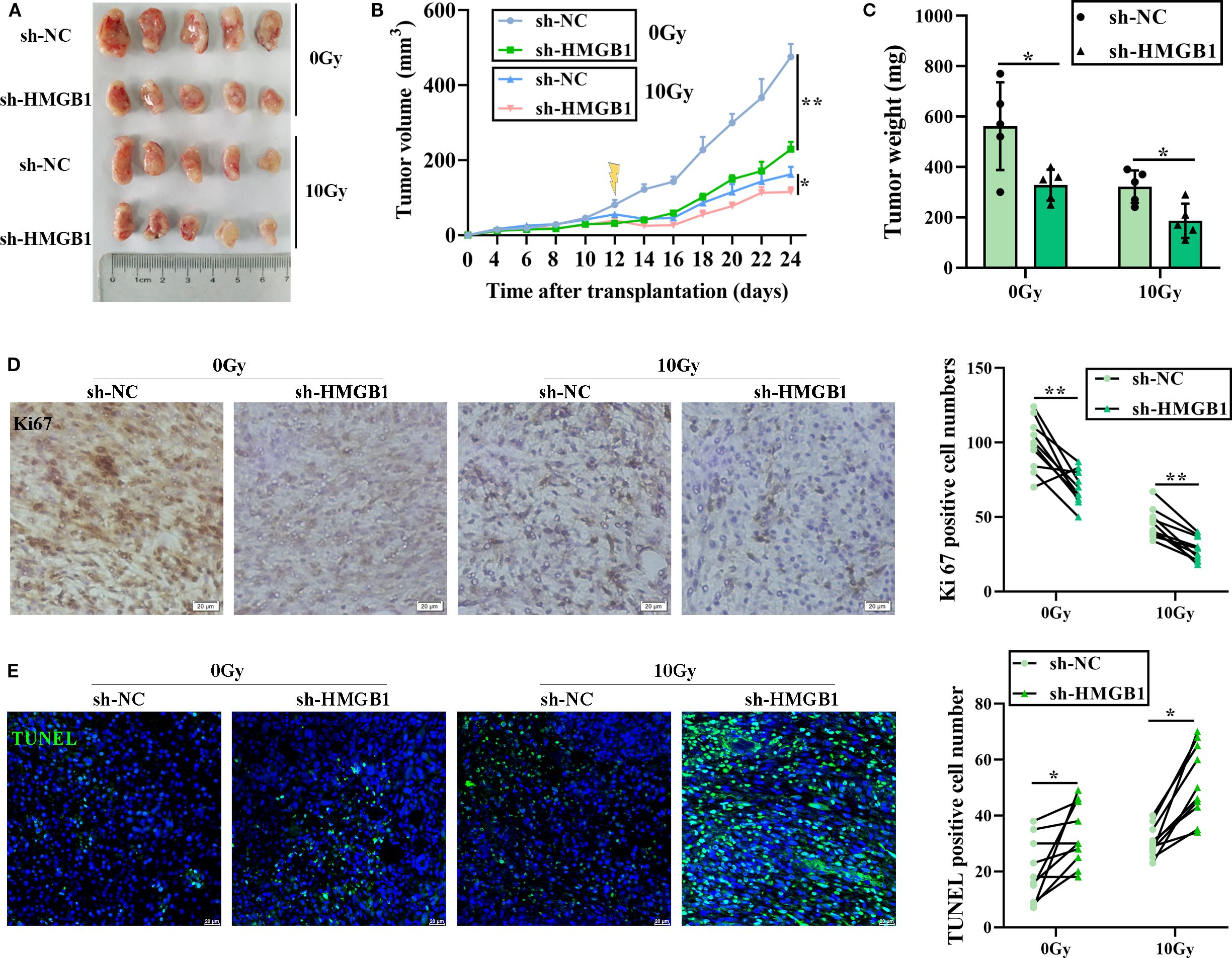 Study results in four panels: A shows tumor samples under different conditions marked with 0 Gy and 10 Gy radiation treatments and sh-NC or sh-HMGB1. B presents a line graph of tumor volume over time, indicating differences in growth between groups. C shows a bar graph of tumor weights with statistical significance. D displays Ki67 staining results and a related graph showing positive cell numbers. E shows TUNEL staining and positive cell numbers for 0 Gy and 10 Gy conditions.