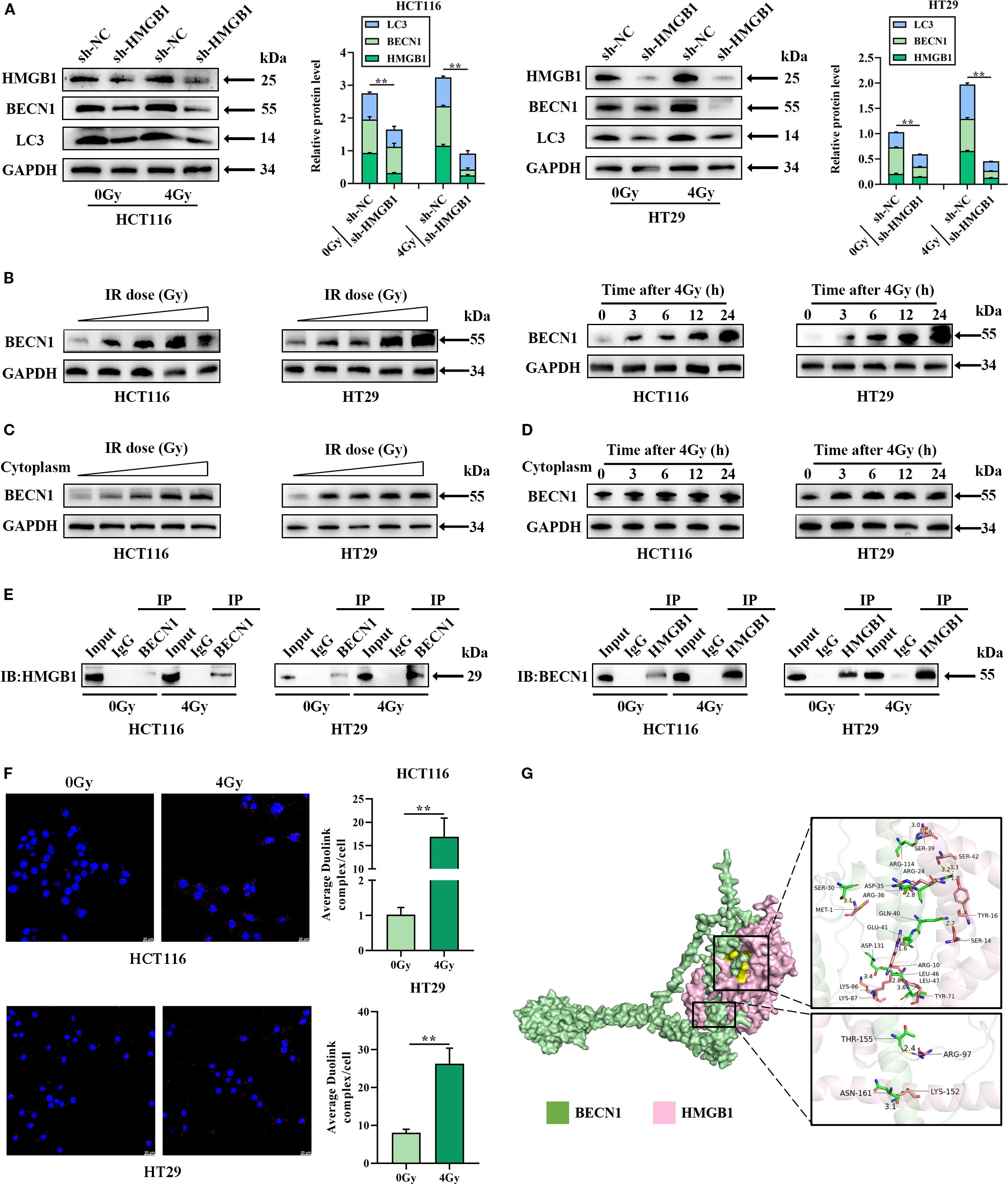 A series of Western blots and graphs depict protein expression levels in HCT116 and HT29 cell lines, analyzing the impact of ionizing radiation on proteins such as HMGB1, BECN1, and LC3. Bar graphs quantify relative protein levels. Panels B to E show protein interaction and distribution changes post-irradiation. Panel F presents immunofluorescence images with quantification of nuclear puncta in cells post-irradiation. Panel G illustrates a molecular interaction model between BECN1 and HMGB1, with detailed views of interaction sites.