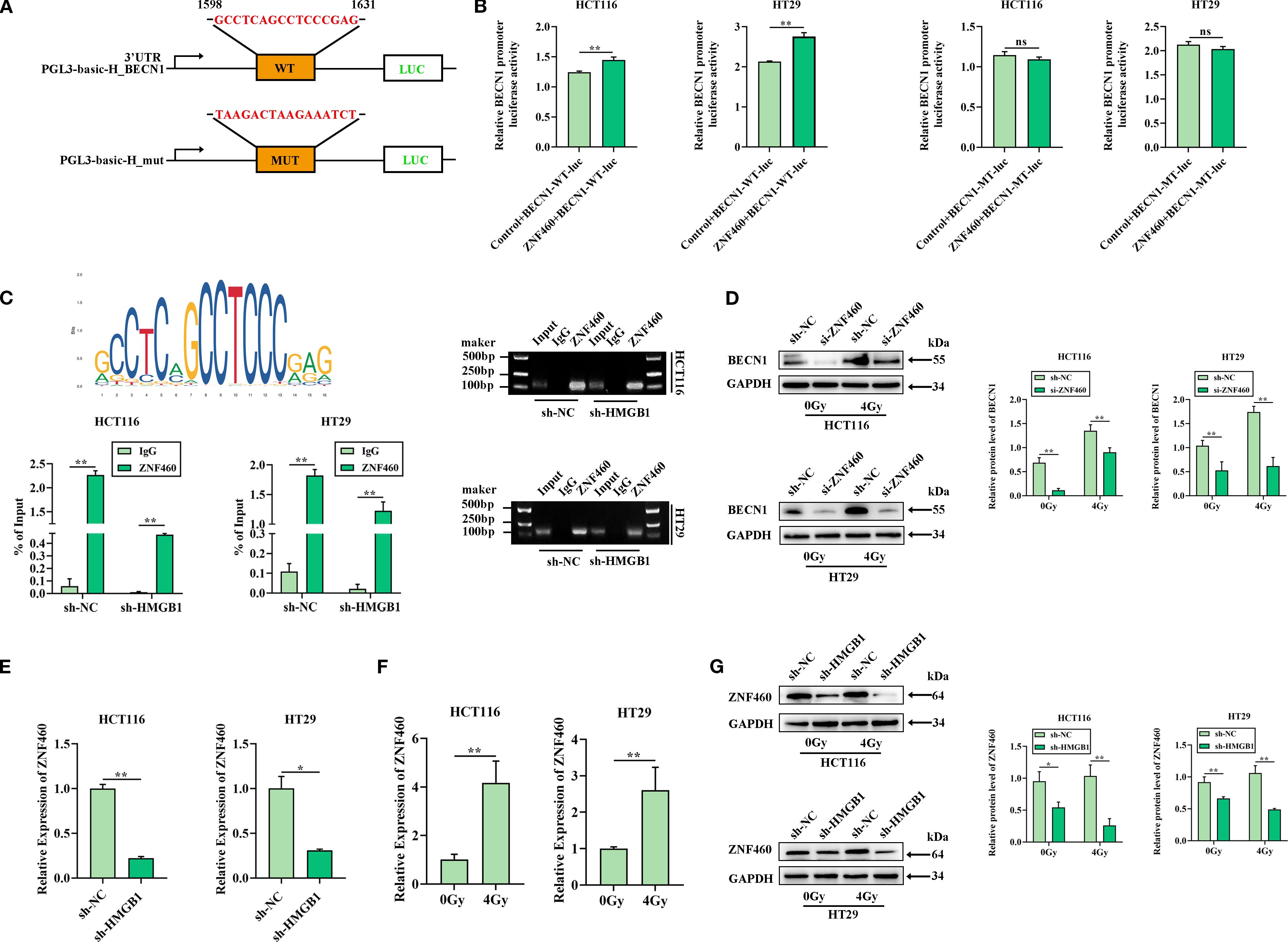 Diagrams and data visualizations related to BECN1 promoter activity and ZNF460 expression in HCT116 and HT29 cells. Panel A shows plasmid constructs with wild-type and mutant sequences. Panel B presents bar graphs of relative BECN1 promoter activity. Panel C includes motif analysis and bar graphs for IgG and ZNF460 input levels, with corresponding gel images. Panel D displays Western blot results of BECN1 expression and related bar graphs. Panels E and F show relative expression of ZNF460, with corresponding bar graphs. Panel G illustrates Western blot images for ZNF460 and related bar graphs. Statistical significance is indicated.