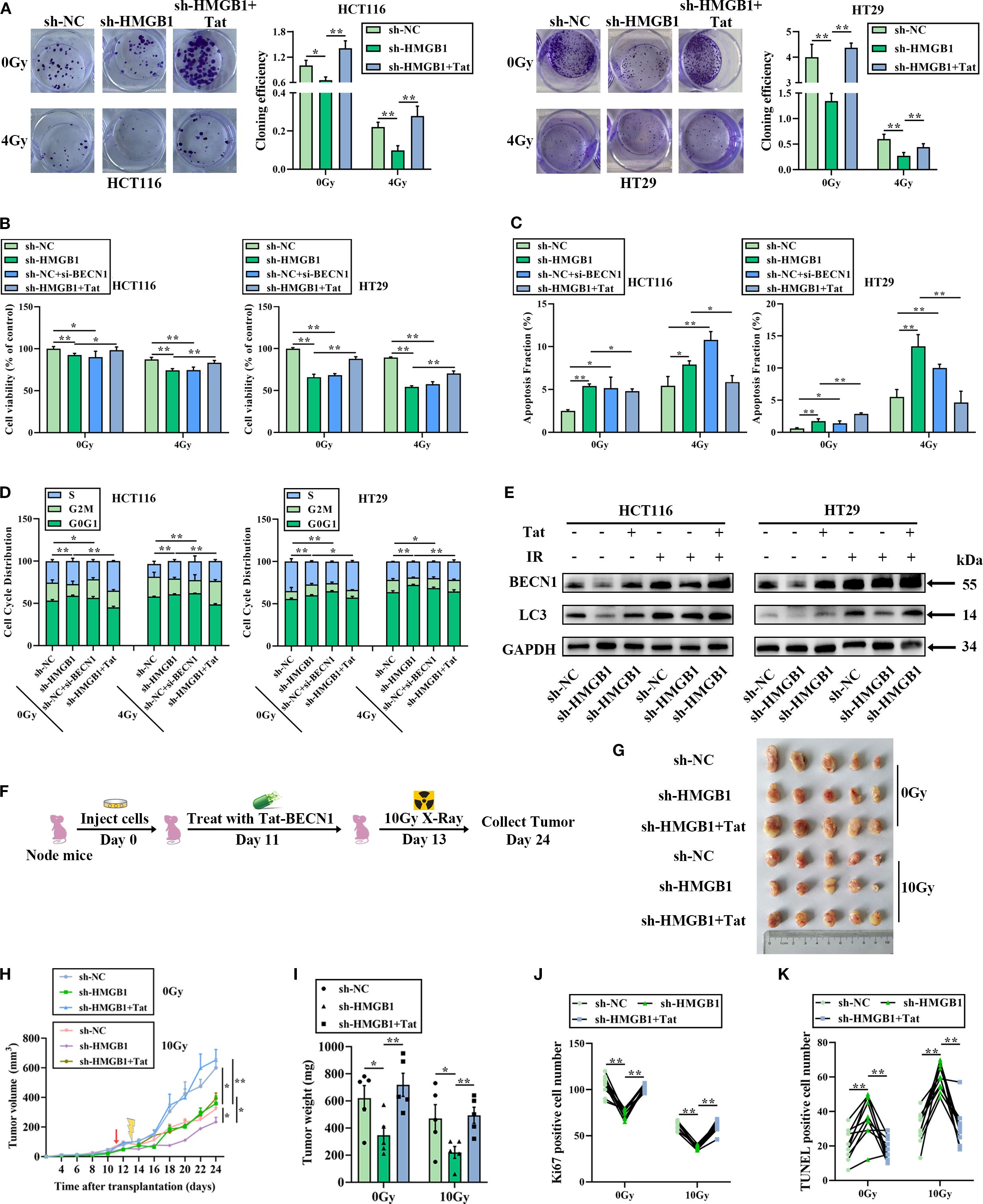 A series of scientific data comprising various charts, graphs, and images related to cellular experiments. Panels A to K depict results such as colony formations, cell viability, apoptosis rates, cell cycle distribution, western blot analysis, experimental procedures, tumor growth measurements, and cell proliferation indices. Bar graphs show comparative data for different treatments under specific conditions, with statistical significance indicated by asterisks. The western blot results display protein expressions under different conditions. A timeline illustration of experimental procedures is included, alongside photographic evidence of tumor samples from an experimental study. Each visual element contributes to the overall analysis of the experimental results.