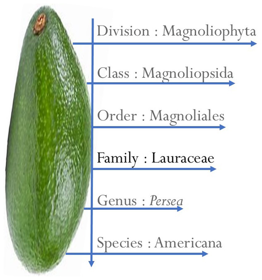 Diagram of an avocado with botanical classification. Arrows point to the following categories: Division: Magnoliophyta, Class: Magnoliopsida, Order: Magnoliales, Family: Lauraceae, Genus: Persea, Species: Americana.