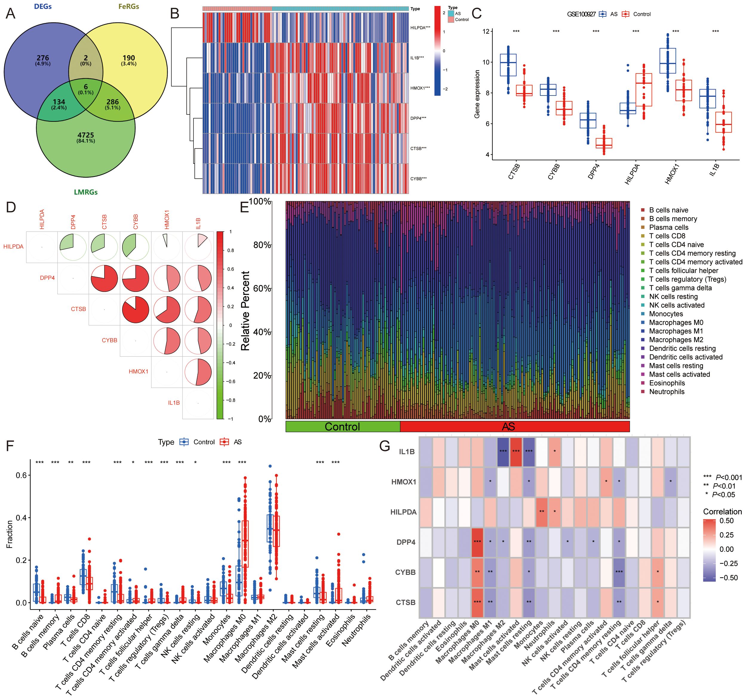 A multi-panel scientific figure showing data analysis results. Panel A: A Venn diagram depicts the overlap among differentially expressed genes (DEGs), ferroptosis-related genes (FeRGs), and lipid metabolism-related genes (LMRGs). Panel B: A heatmap displays gene expression across samples, with red indicating high expression and blue indicating low expression, clustered by sample type. Panel C: A boxplot compares gene expression levels between two groups (Control and AS) for six genes, with significant differences marked by asterisks. Panel D: A correlation matrix with pie charts visualizes the relationships between specific genes, with sections in red and green. Panel E: A stacked bar chart shows the relative percent composition of various immune cell types in two groups. Panel F: A scatter plot illustrates the fraction of different immune cell types between Control and AS groups, with significant differences highlighted. Panel G: A heatmap of correlation coefficients for genes and immune cell types, with significance levels marked by asterisks.