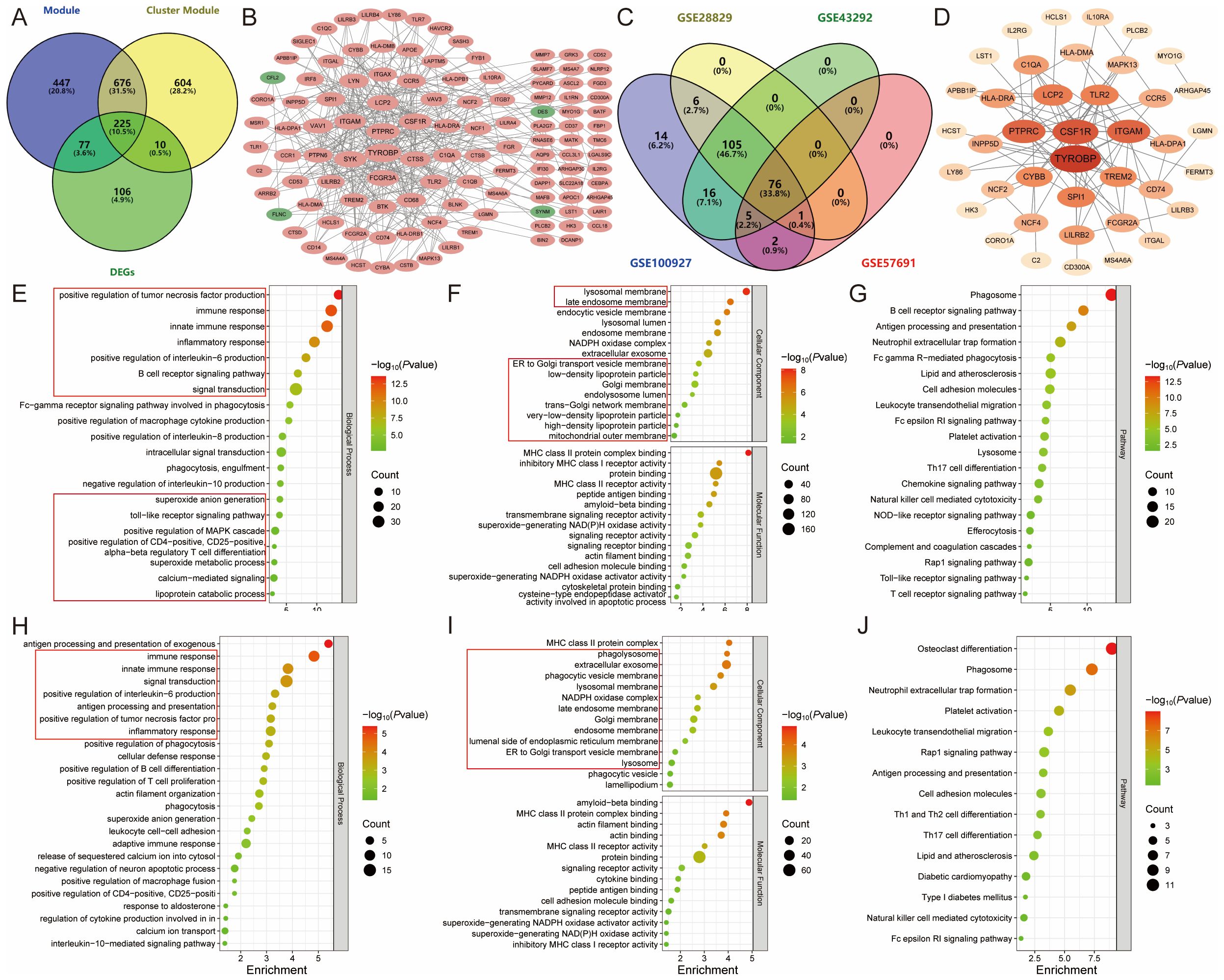 A series of panels displaying gene and data analyses: Panel A shows a Venn diagram of overlapping gene sets. Panel B features a network of gene interactions. Panel C includes another Venn diagram with different datasets. Panel D illustrates another gene network. Panels E to J showcase enrichment plots with pathways on the y-axis, enrichment scores on the x-axis, and color-gradient bars indicating statistical significance (yellow to red) on the right. The plots also use size-coded dots to represent count levels. Each panel highlights different biological processes and pathways.