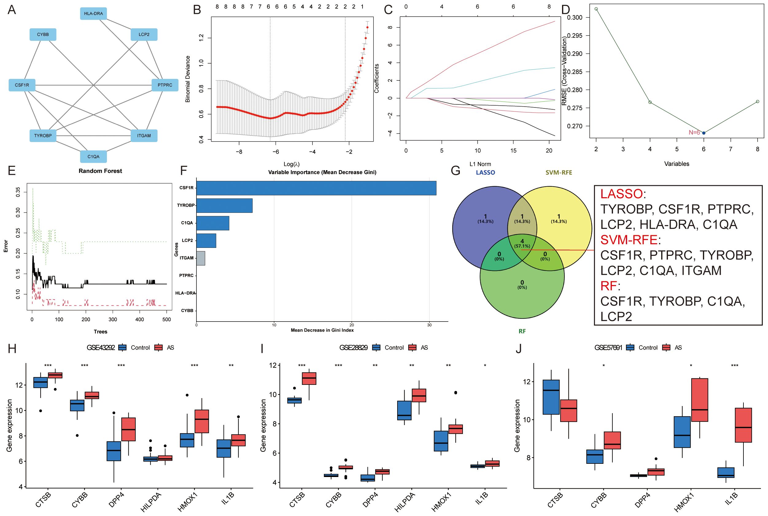 Graphical analysis of gene expression and variable selection for multiple methodologies. Panel A shows a network diagram of selected genes. Panel B illustrates a binomial deviance plot. Panel C depicts coefficient paths. Panel D presents RMSE across variables. Panel E shows error rates for Random Forests. Panel F details variable importance by mean decrease in Gini index. Panel G is a Venn diagram comparing LASSO, SVM-RFE, and Random Forest selected genes. Panels H, I, and J display box plots of gene expression levels in control versus AS groups for datasets GSE43292, GSE28829, and GSE57691, respectively.