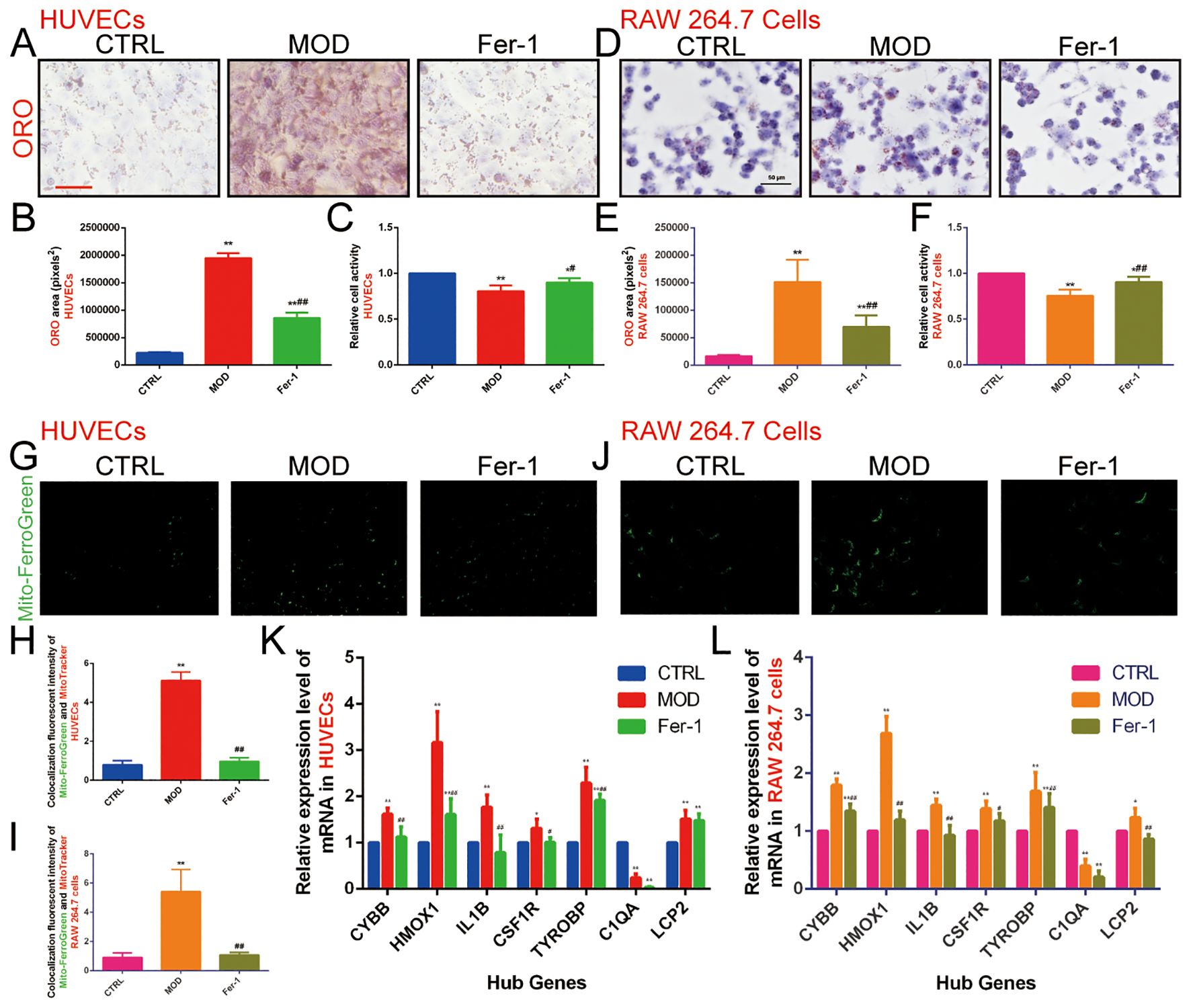 Analysis of HUVECs and RAW 264.7 cells shows comparative images and charts for control (CTRL), model (MOD), and Fer-1 treatments. Panels A and D display ORO staining, while panels G and J show Mito-FerroGreen staining. Graphs B, C, E, and F quantify these effects, with charts H, I, K, and L depicting gene expression and fluorescence intensity across treatments.