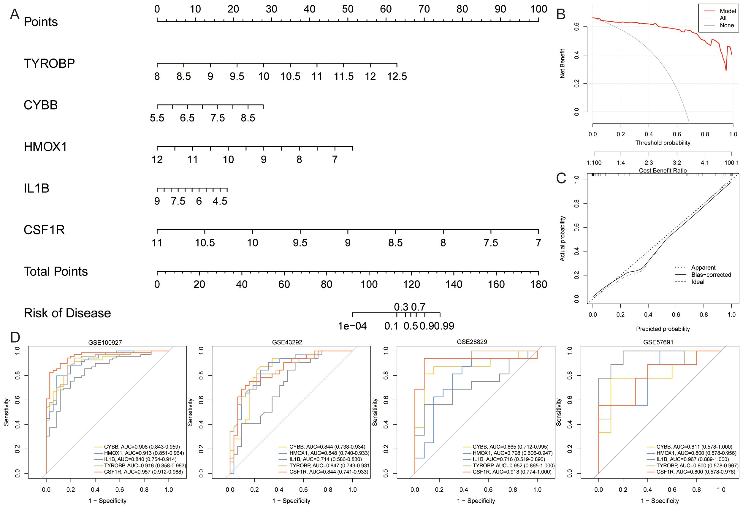 Composite image showing: A) Nomogram with points related to gene expressions (TYROBP, CYBB, HMOX1, IL1B, CSF1R) for disease risk prediction. B) Decision curve analysis with red line showing model benefit. C) Calibration plot comparing actual versus predicted probability. D) Four ROC curves for different datasets (GSE100927, GSE43292, GSE28829, GSE57691), displaying AUC values for each gene.