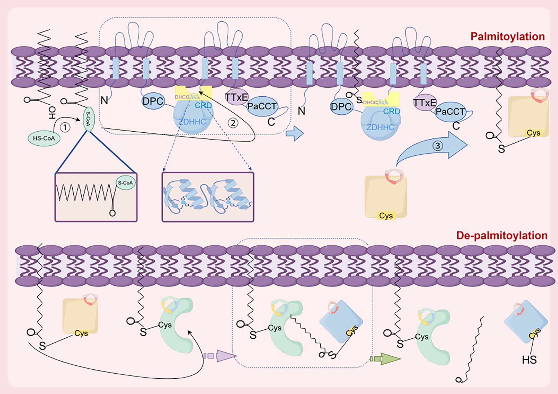 Diagram illustrating the processes of palmitoylation and depalmitoylation across a cell membrane. It depicts steps involving ZDHHC enzymes, substrates, and the transformation of fatty acids through cysteine residues. The sequence shows substrates interacting with enzymes, leading to modifications and subsequent release or integration into the membrane. The upper section details palmitoylation, while the lower section illustrates depalmitoylation. Arrows indicate the flow and transformation of molecules, emphasizing the cyclical nature of these biochemical processes.