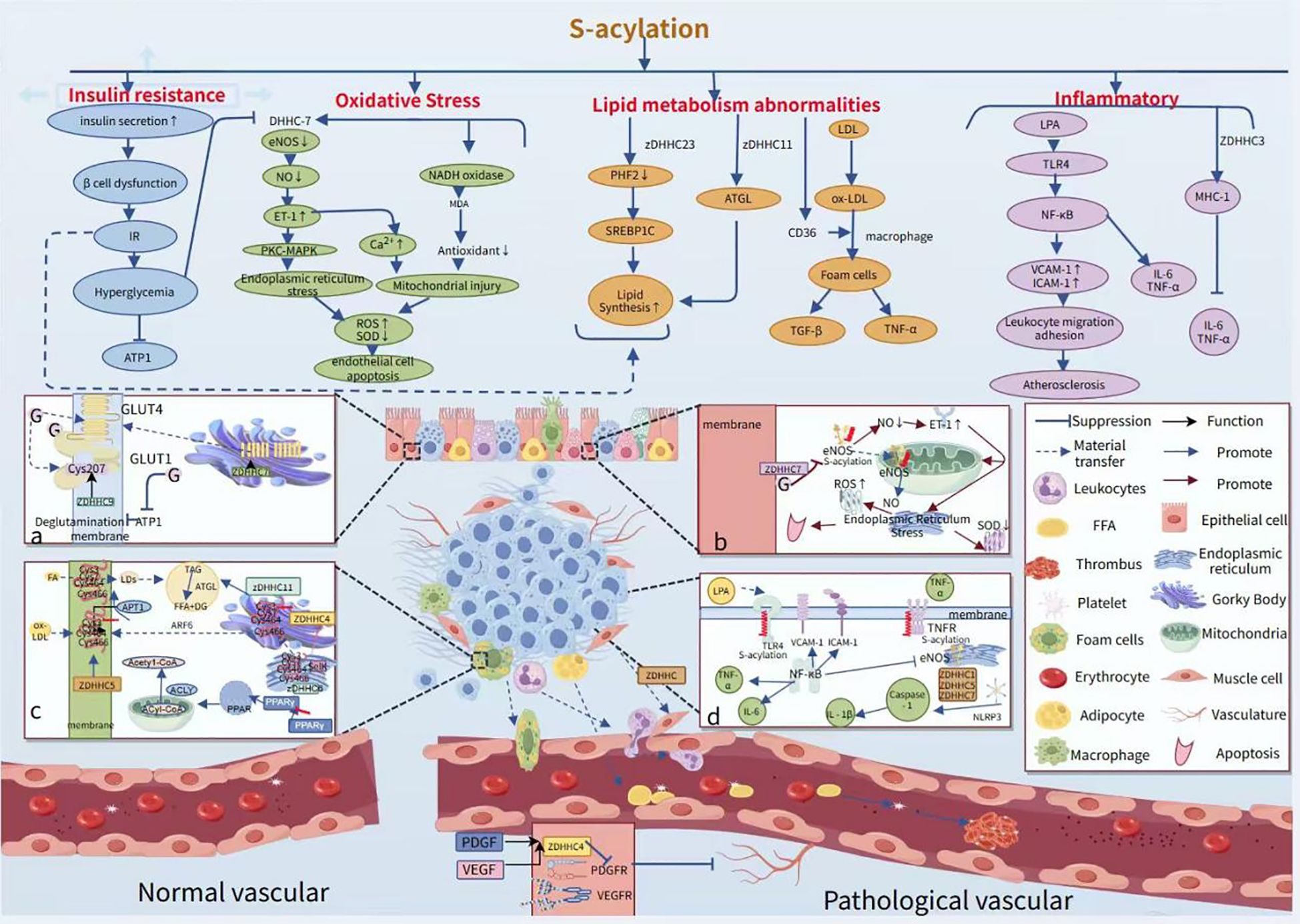 Diagram illustrating the impact of S-acylation on vascular health, detailing pathways of insulin resistance, oxidative stress, lipid metabolism abnormalities, and inflammation. It contrasts normal and pathological vascular states, showing cellular interactions and molecular processes contributing to vascular conditions. The image includes complex biochemical pathways and their effects on vascular cells, emphasizing factors like insulin secretion, mitochondrial injury, lipid synthesis, and leukocyte adhesion, with visual representations of cellular and molecular components involved in these processes.