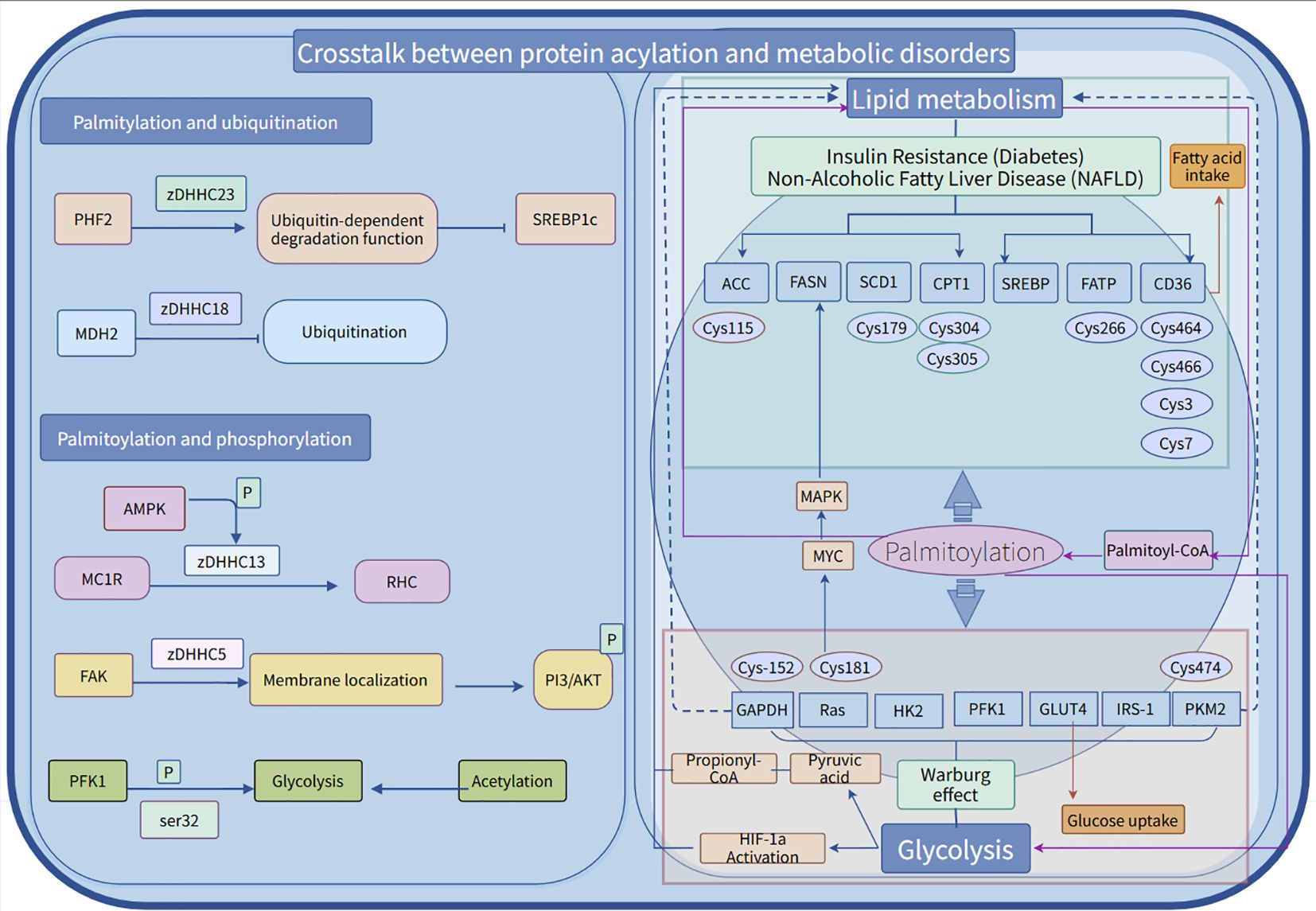 Diagram illustrating the crosstalk between protein acylation and metabolic disorders. It shows how palmitoylation and ubiquitination affect lipid metabolism, relating to insulin resistance, diabetes, and NAFLD. Key proteins and pathways involved are detailed, including SREBP1c, ACC, FASN, MAPK, MYC, and mechanisms of glycolysis, fatty acid intake, and glucose uptake.