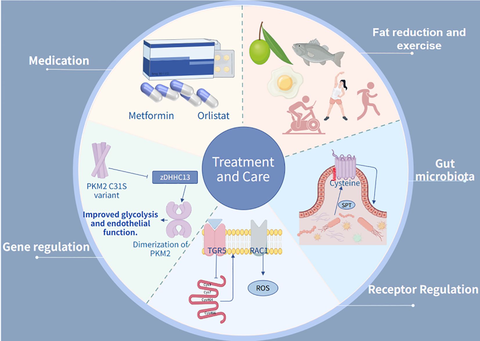 Diagram illustrating various aspects of treatment and care for metabolism. Sections include medication with images of Metformin and Orlistat; fat reduction and exercise with visuals of food and physical activity; gene regulation showing PKM2 C31S variant; gut microbiota with a focus on cysteine; receptor regulation involving TGR5 and RAC1 pathways. Central label reads “Treatment and Care.