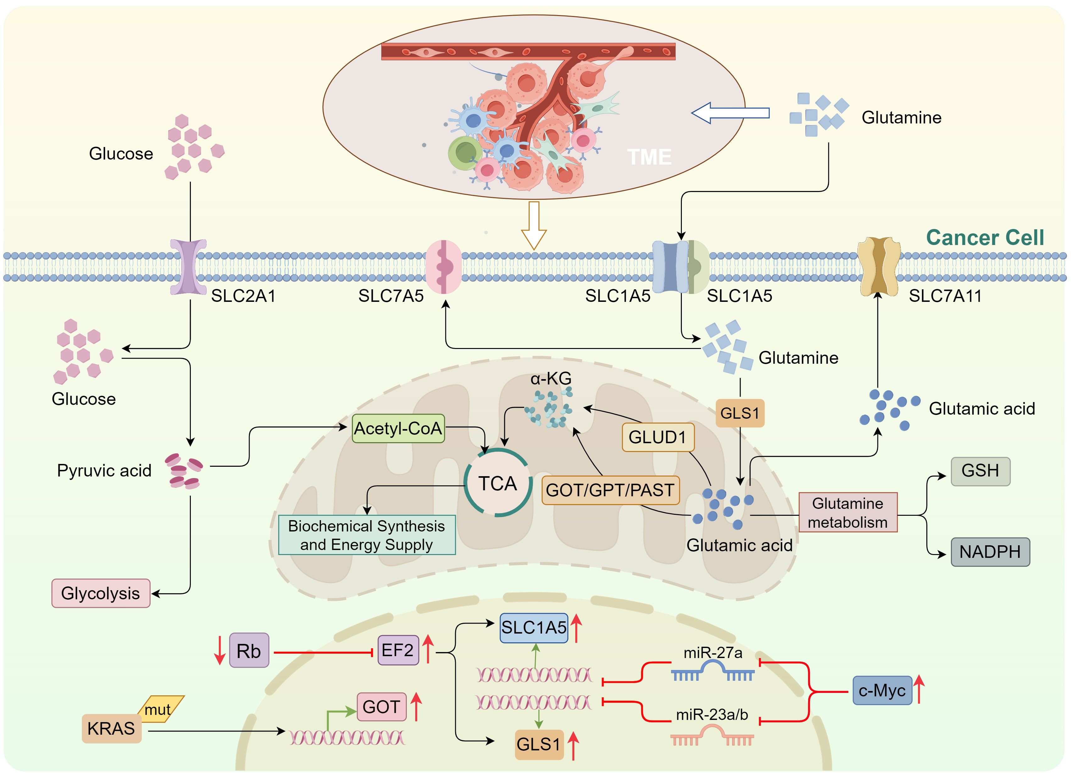 Illustration of cancer cell metabolism involving glucose and glutamine. Glucose enters the cell via SLC2A1, converting to pyruvic acid through glycolysis. Glutamine enters through SLC1A5, transforms into glutamic acid, and undergoes further reactions involving GLS1 and GLUD1 enzymes. The tricarboxylic acid (TCA) cycle is highlighted for biochemical synthesis and energy supply. The image also depicts genetic and molecular interactions, including KRAS mutations, Rb, EF2, SLC1A5, and c-Myc, along with regulatory microRNAs miR-27a and miR-23a/b. The tumor microenvironment (TME) is shown above.