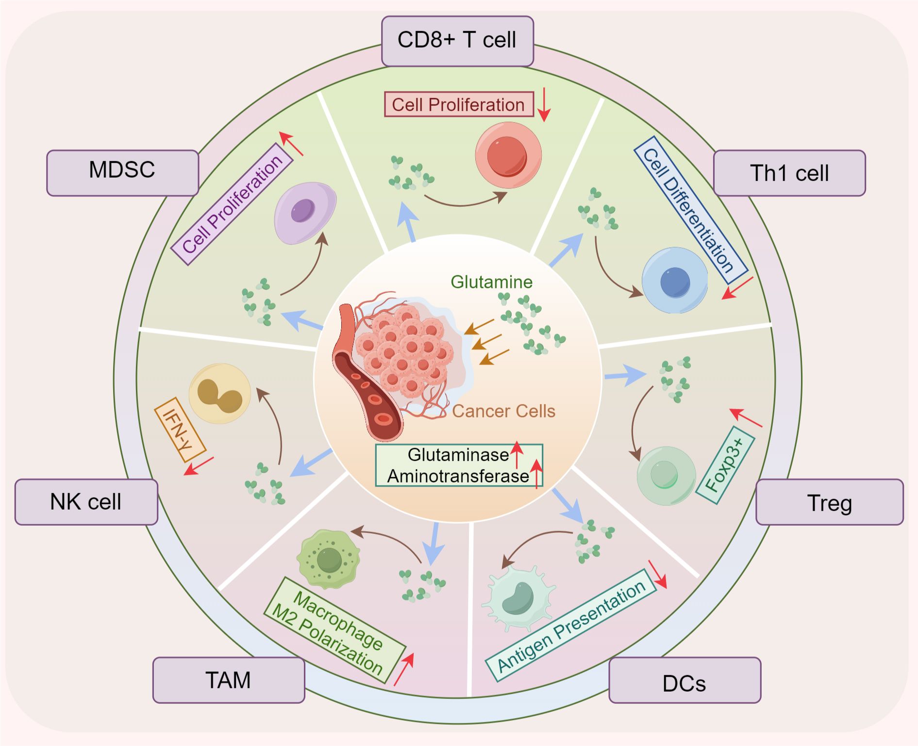 Diagram illustrating interactions between cancer cells and immune cells, focused on glutamine metabolism. Central cancer cell graphic with arrows showing effects on CD8+ T cells, Th1 cells, Treg cells, DCs, TAMs, NK cells, and MDSCs. Labels indicate processes like cell proliferation, differentiation, IFN-γ release, and antigen presentation, with enzymes glutaminase and aminotransferase mentioned.