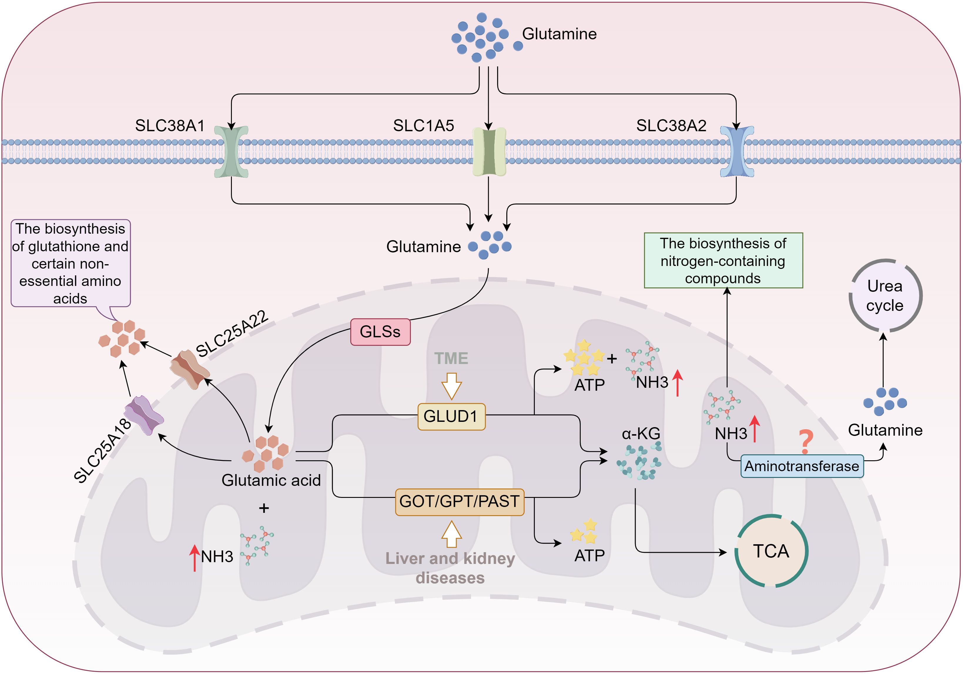 Diagram illustrating glutamine metabolism pathways. Glutamine enters cells via SLC38A1, SLC1A5, and SLC38A2 transporters. It is involved in biosynthesis of glutathione, non-essential amino acids, and nitrogen-containing compounds. Inside mitochondria, glutamine converts to glutamic acid via GLSs and SLC25A22, then to alpha-KG with GLUD1, producing ATP and ammonia. The process is linked to liver and kidney diseases. Ammonia is involved in the urea cycle. Aminotransferase and TCA cycle are also depicted.