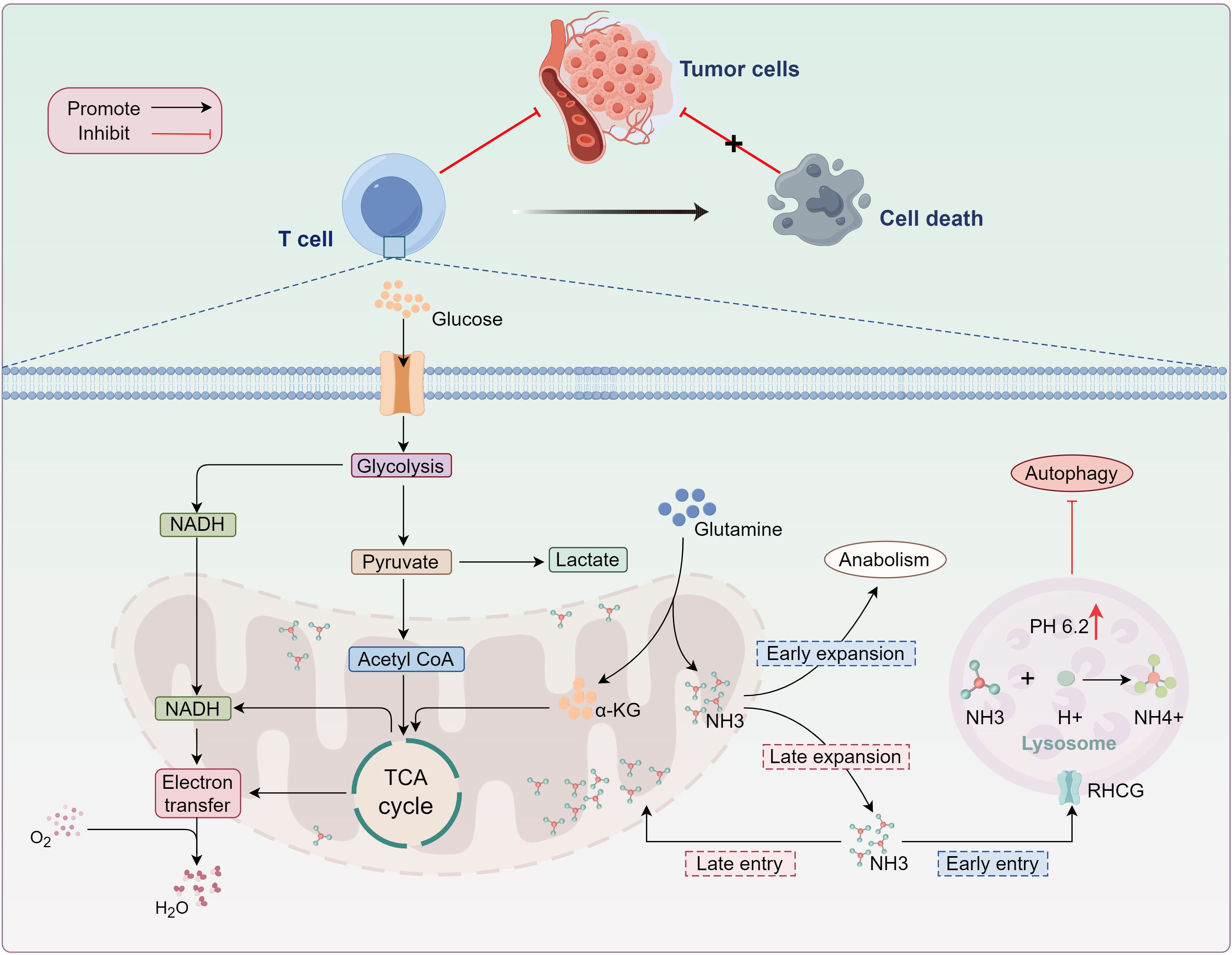 Diagram of T cell metabolism showing metabolic pathways and their roles in inhibiting tumor cells. It illustrates glycolysis, TCA cycle, and electron transfer, with glucose and glutamine as key inputs. Autophagy regulation, anabolism, and ammonia transport are highlighted. Promoting and inhibiting pathways are indicated with arrows.