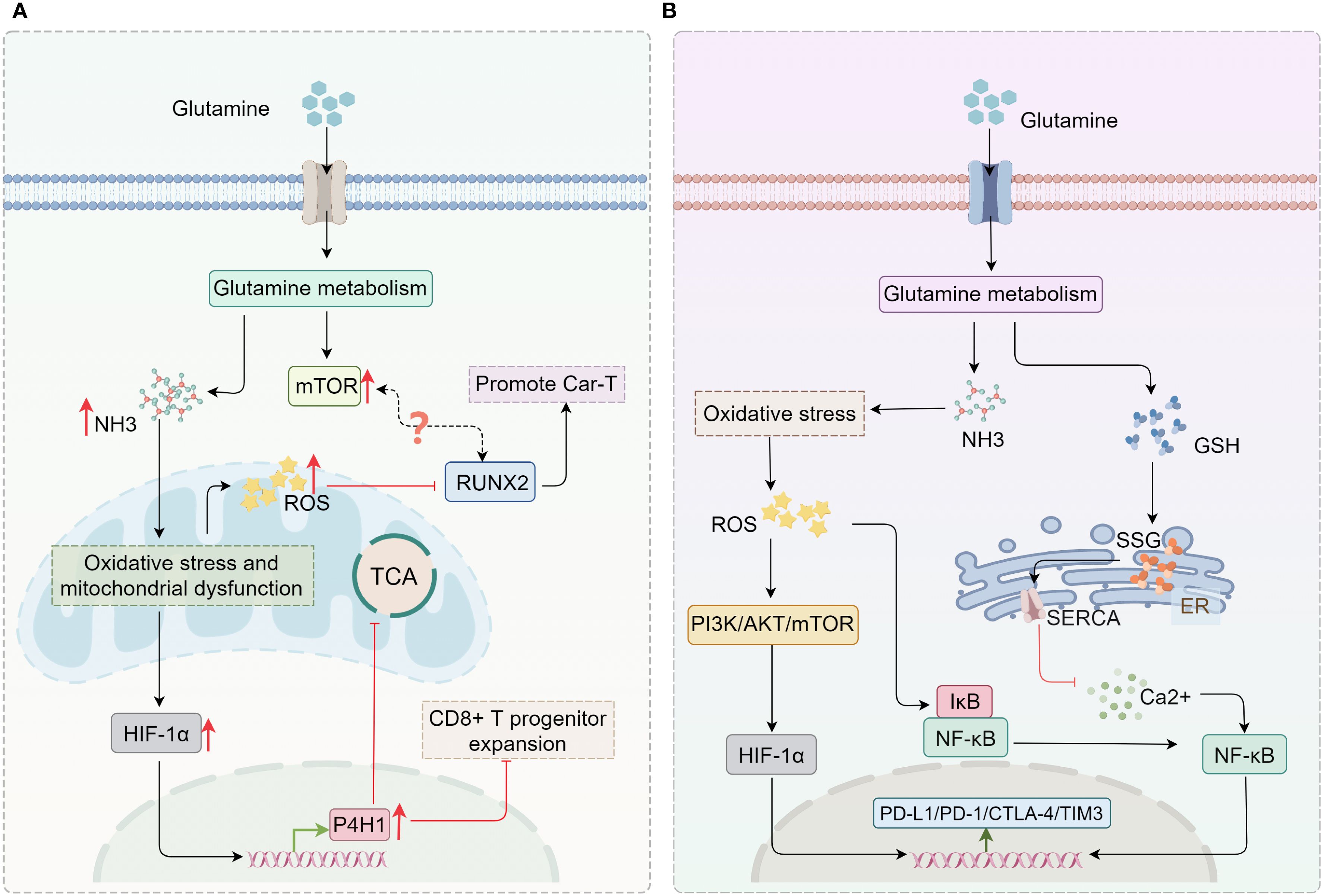 Diagram comparing glutamine metabolism in two scenarios, labeled A and B. Both panels show glutamine entering a cell, leading to different metabolic pathways. In panel A, glutamine metabolism involves mTOR activation, oxidative stress, mitochondrial dysfunction, and NH3 production. TCA cycle and ROS are involved, affecting HIF-1α and CD8+ T cell expansion, with a possible link to RUNX2 for Car-T promotion. In panel B, the pathway includes oxidative stress, ROS, PI3K/AKT/mTOR signaling, leading to NF-kB involvement, ER-related SSG formation, and calcium regulation affecting PD-L1, PD-1, CTLA-4, and TIM3 expression.