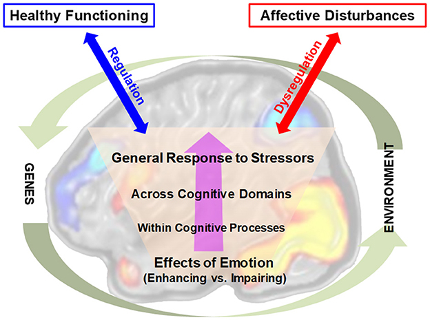 Diagram of a brain illustrating the balance between healthy functioning and affective disturbances. Arrows labeled regulation and dysregulation point to each. Text includes: “General Response to Stressors,” “Across Cognitive Domains,” “Within Cognitive Processes,” and “Effects of Emotion (Enhancing vs. Impairing).” Outer arrows denote influences of genes and environment.