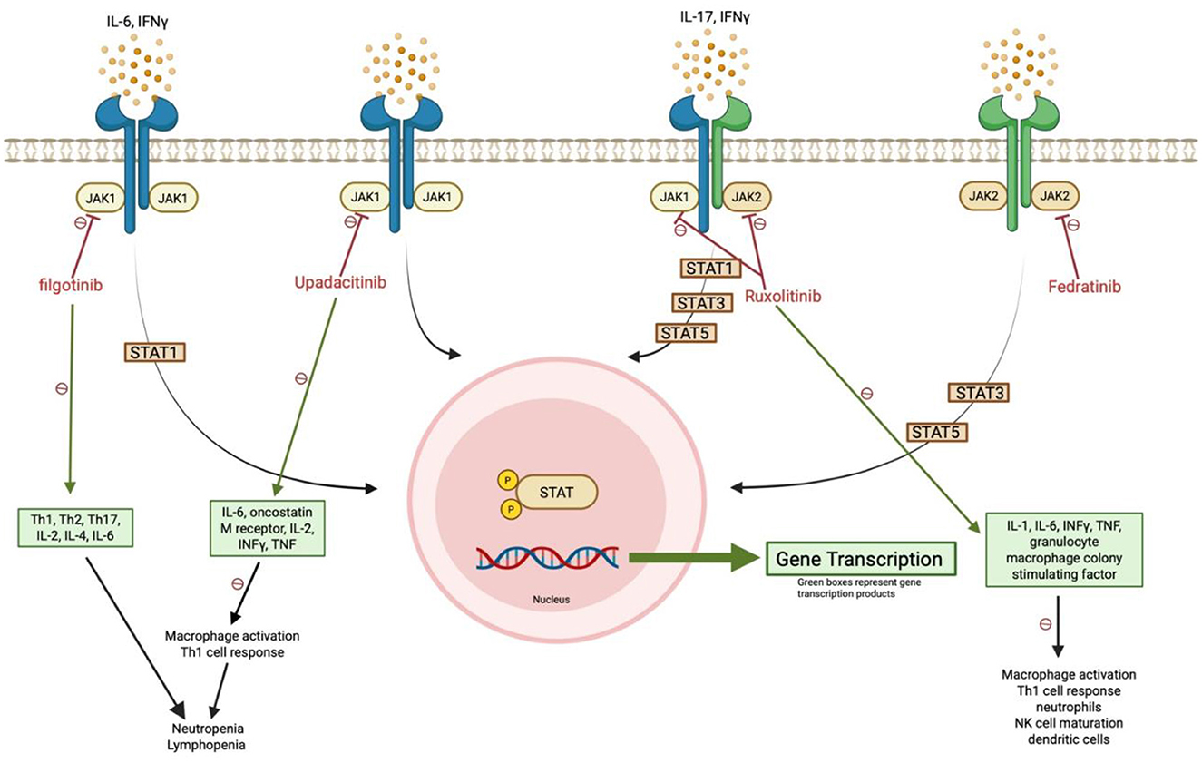 Diagram illustrating the action of various inhibitors on the JAK-STAT signaling pathway. Cytokines like IL-6 and IFNγ activate pathways via receptors on JAK1 or JAK2, leading to STAT1, STAT3, or STAT5 activation. Inhibitors filgotinib, upadacitinib, ruxolitinib, and fedratinib affect these pathways, impacting gene transcription. Green boxes represent gene transcription products, indicating effects on immune cell types and responses, such as Th cell activation and macrophage response.