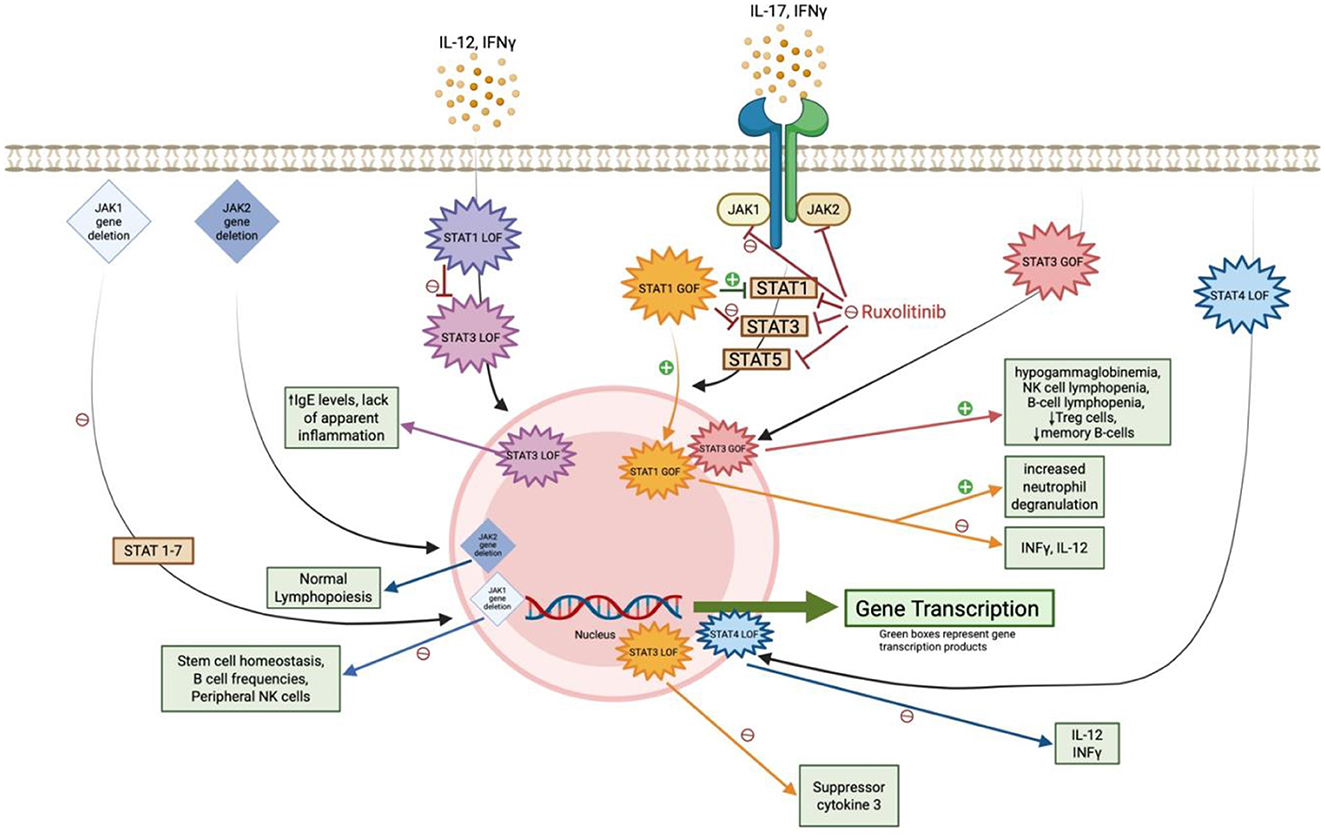 Diagram depicting the signaling pathways and effects involving IL-12, IFN-gamma, IL-17, JAK1, JAK2, and various STAT proteins on antifungal immunity. It illustrates gene deletions and gain or loss of function (GOF/LOF) mutations and their impact on gene transcription, lymphocyte behavior, and immune responses. Green boxes indicate gene transcription products; disruptions in these pathways contribute to increased susceptibility to endemic mycoses.